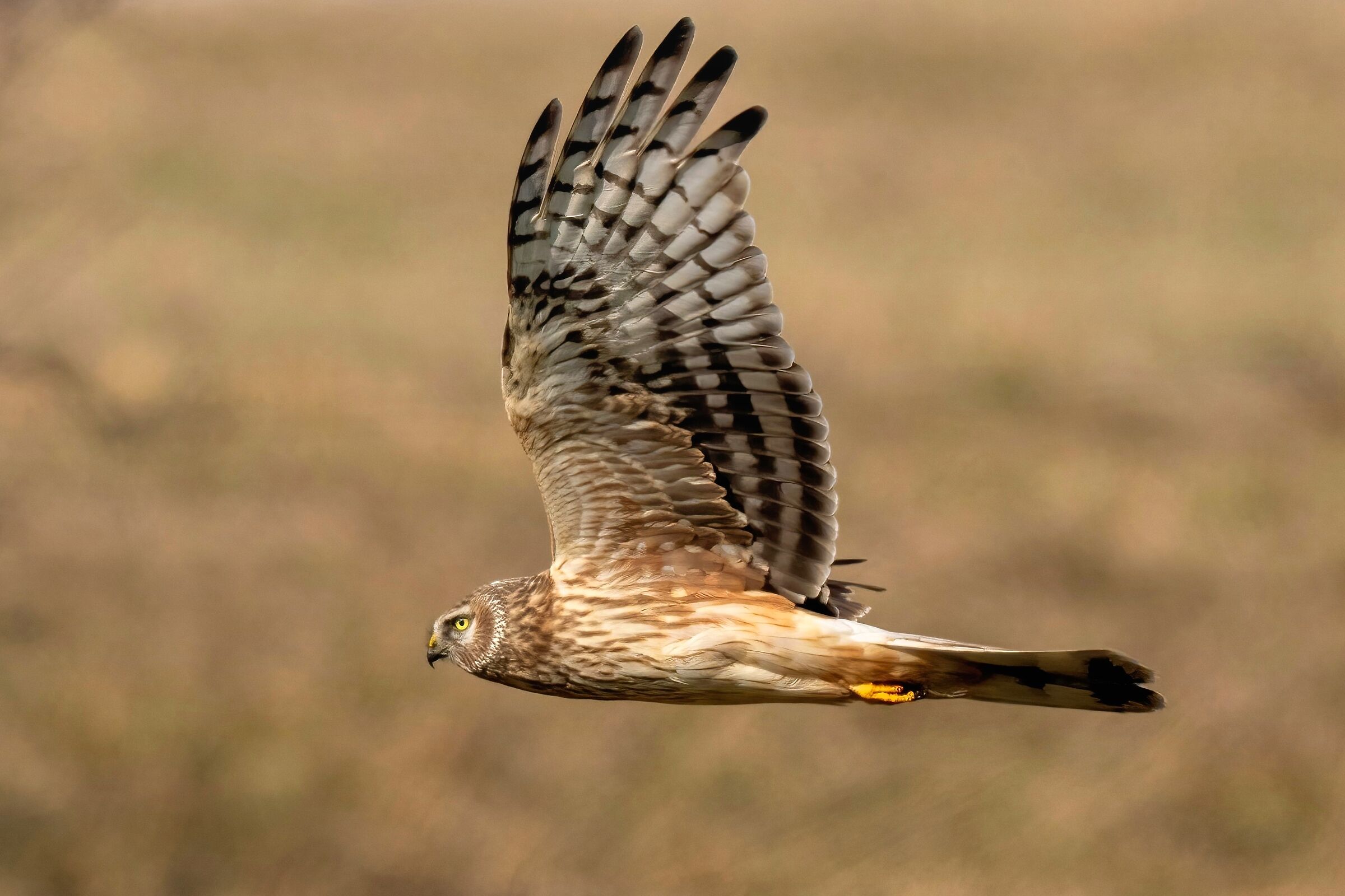 Hen Harrier (Circus cyaneus) female