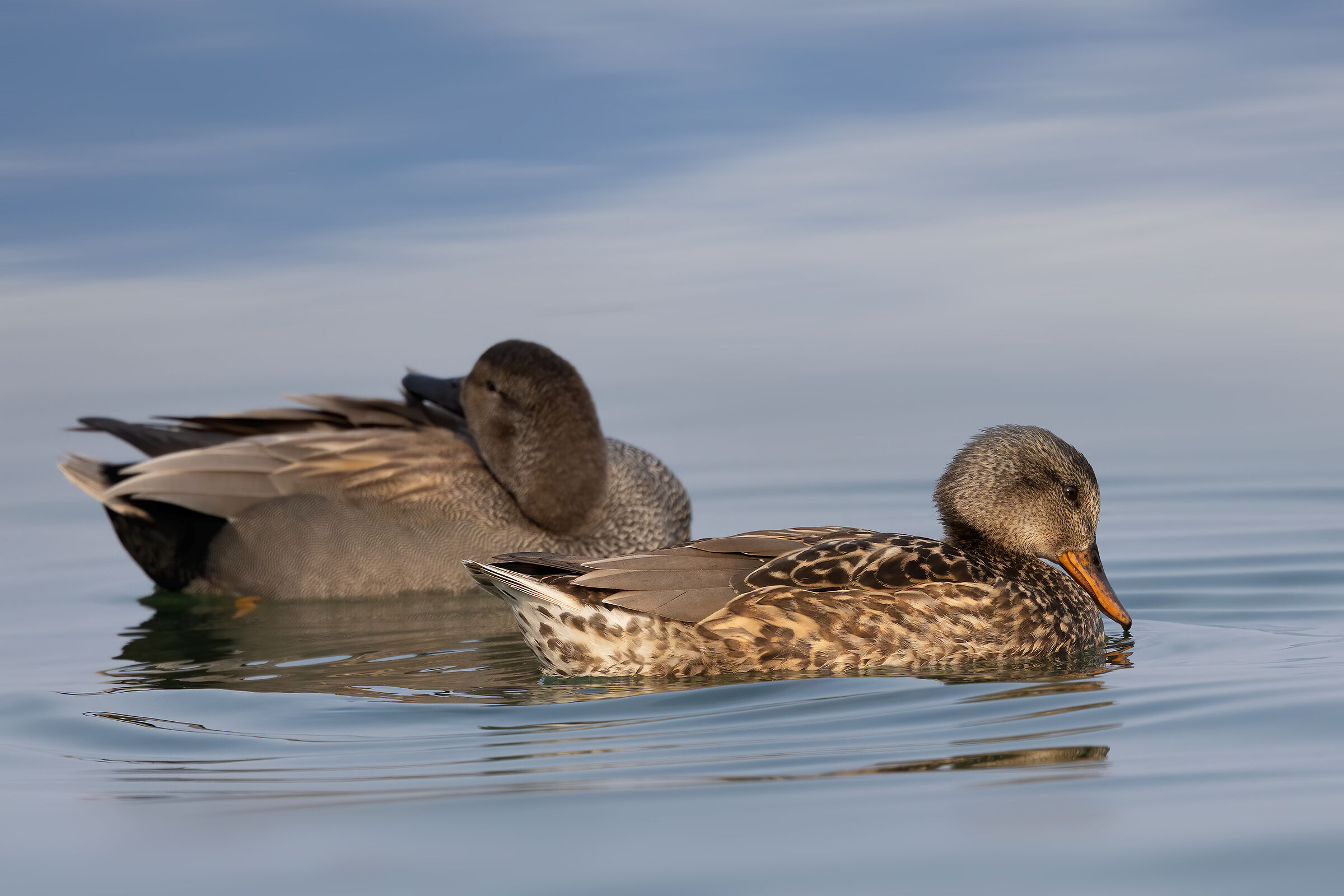 Coppia di Canapiglia