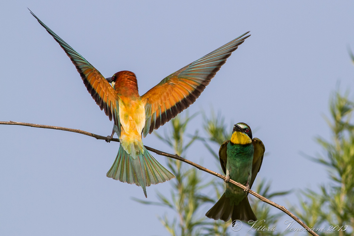 Ad ali spiegate.....