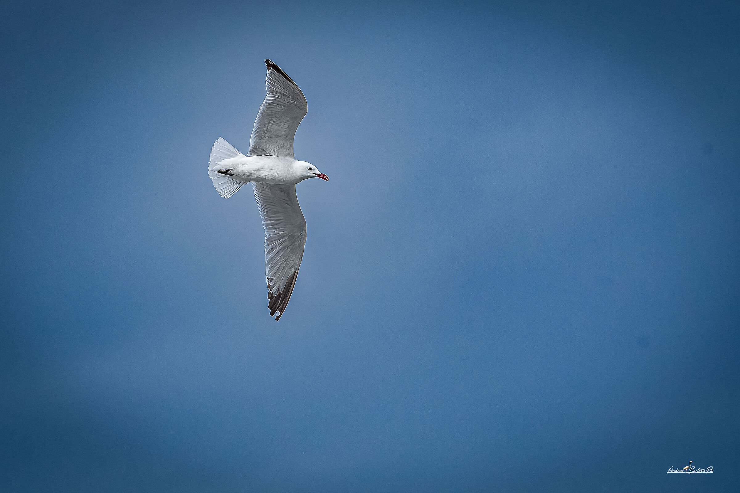 Audouin's Gull