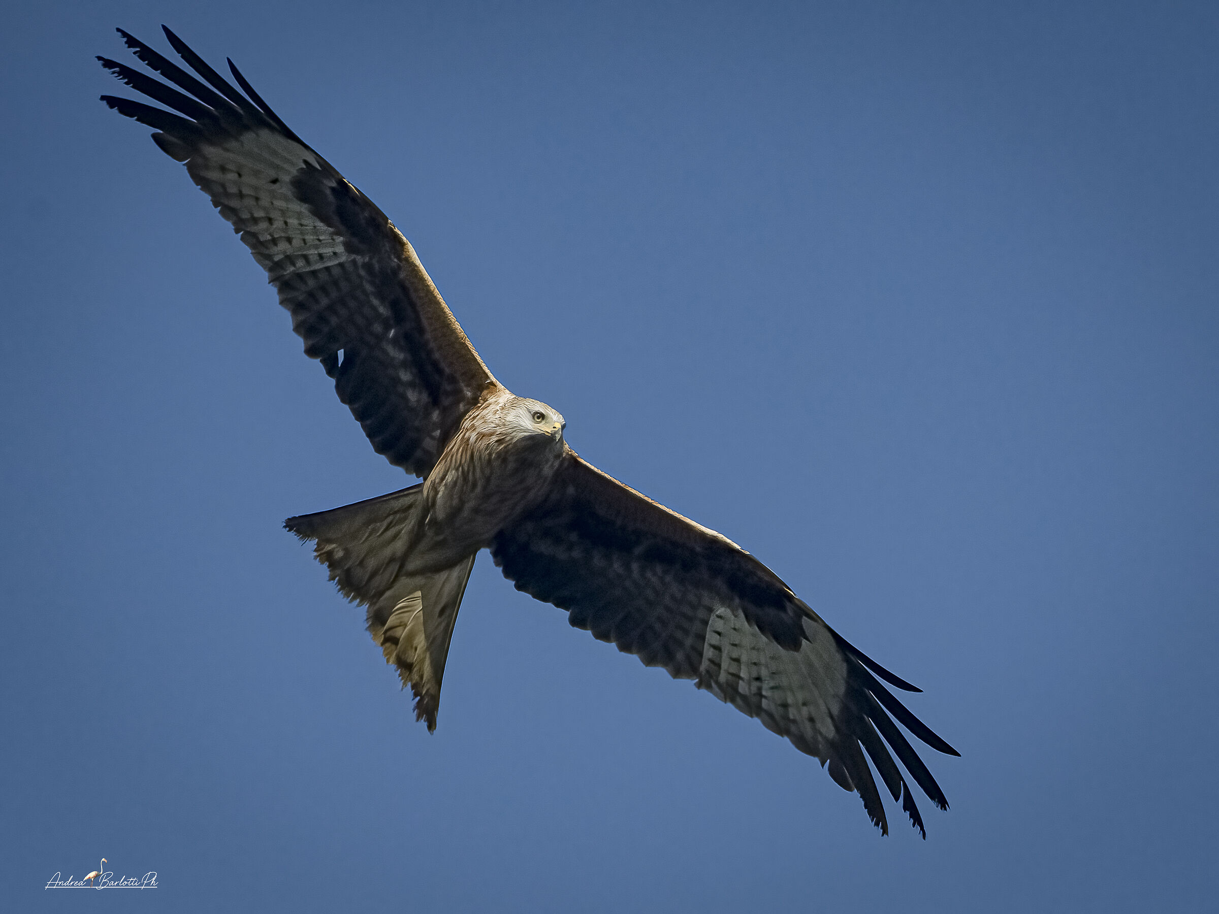 Red Kite 2