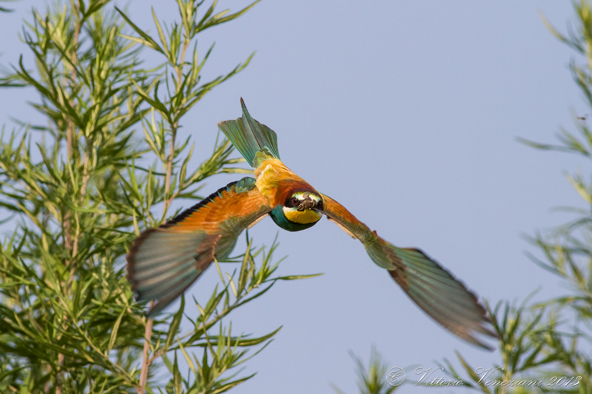 Gruccione 2013 in volo