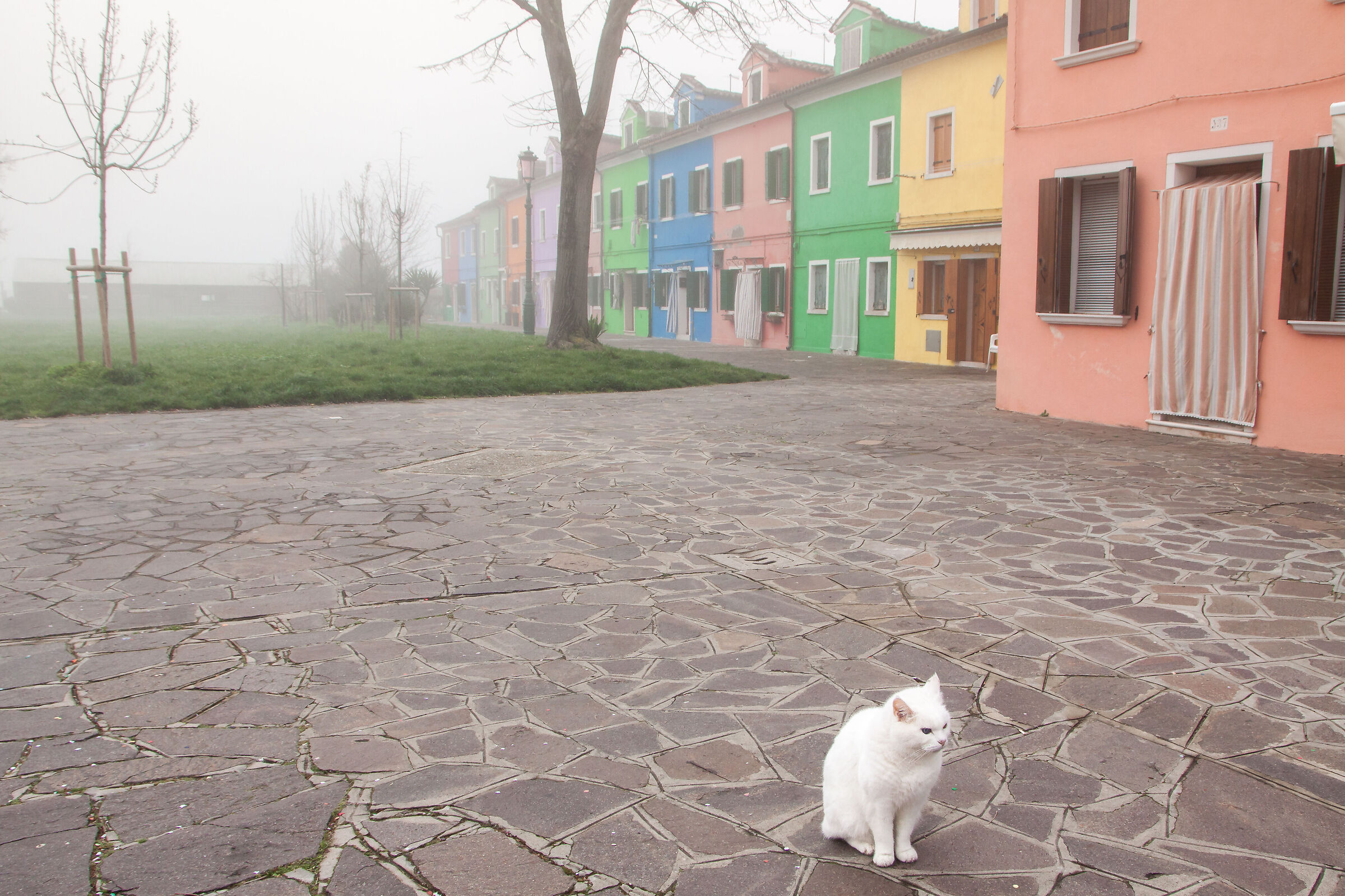 Burano 27/02/2026, con nebbia.