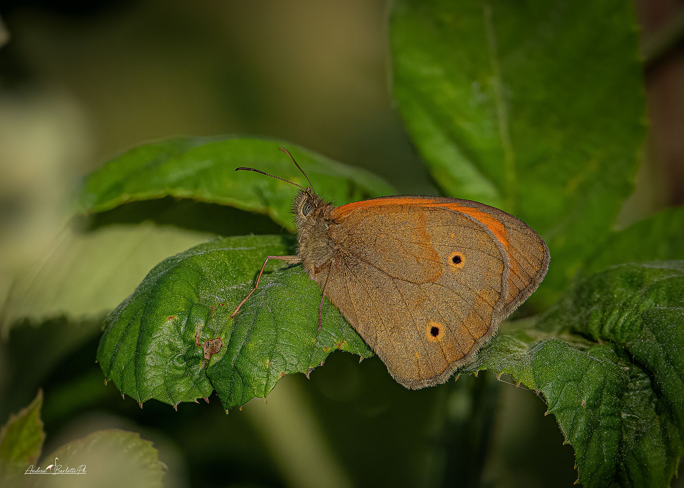 Maniola jurtina ssp. janira M