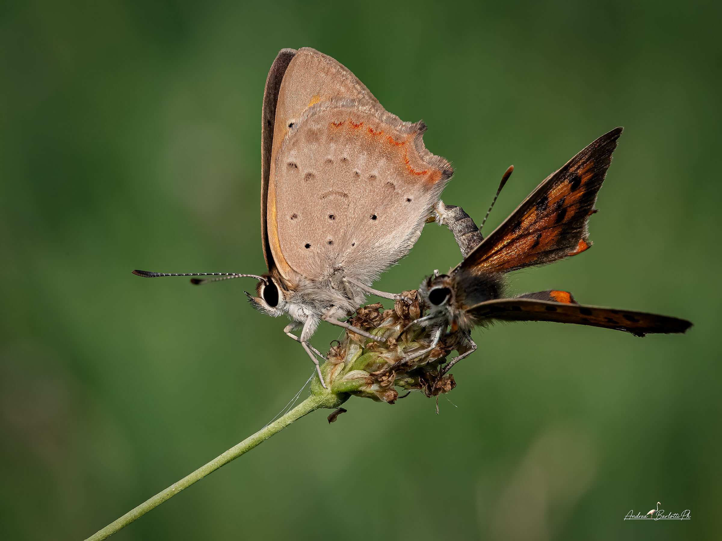 Lycaena phlaeas mating