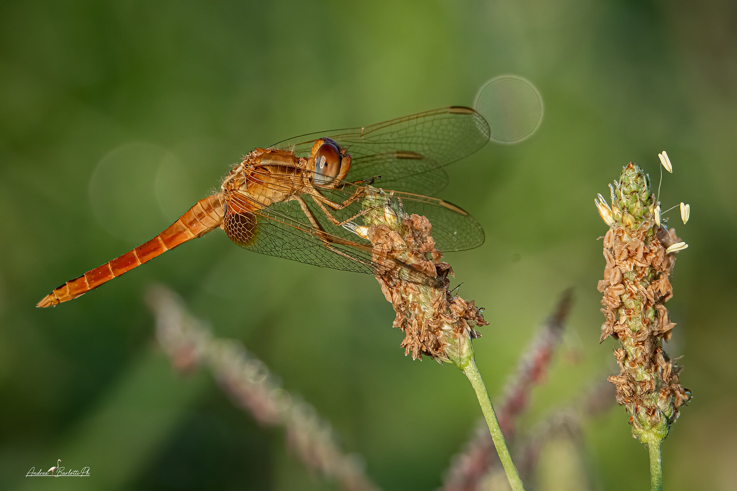 Crocothemis erythraea M immature