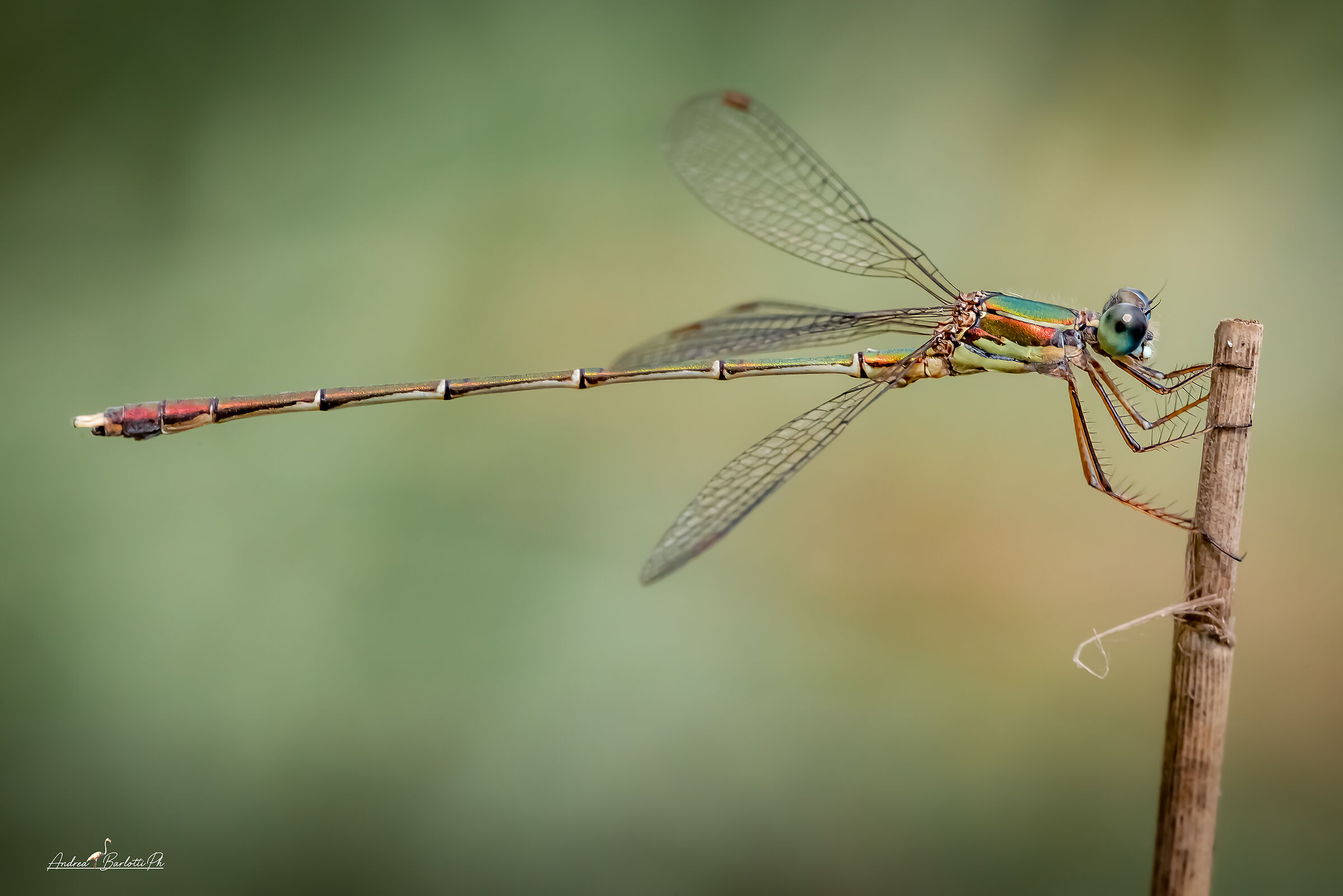 Chalcolestes parvidens