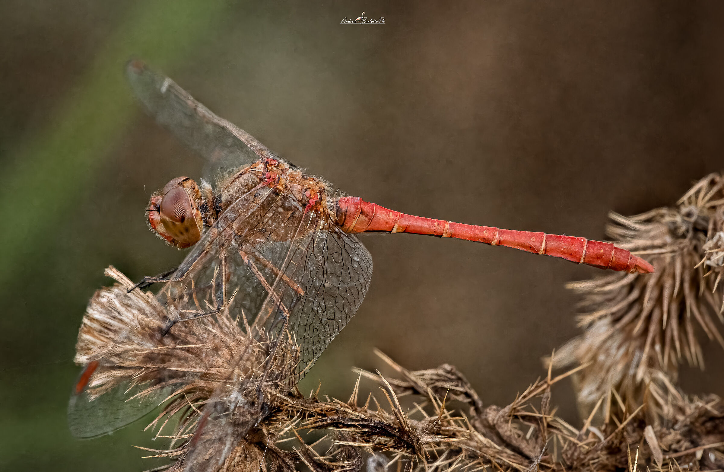 Southern Sympetrum