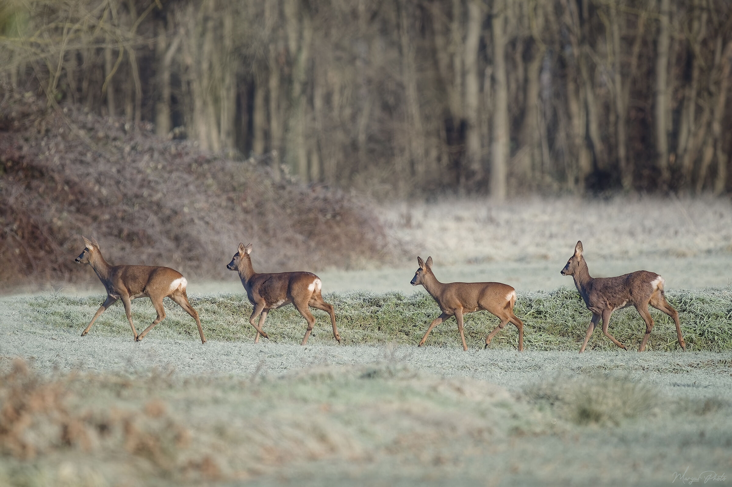 Caprioli al rientro mattutino
