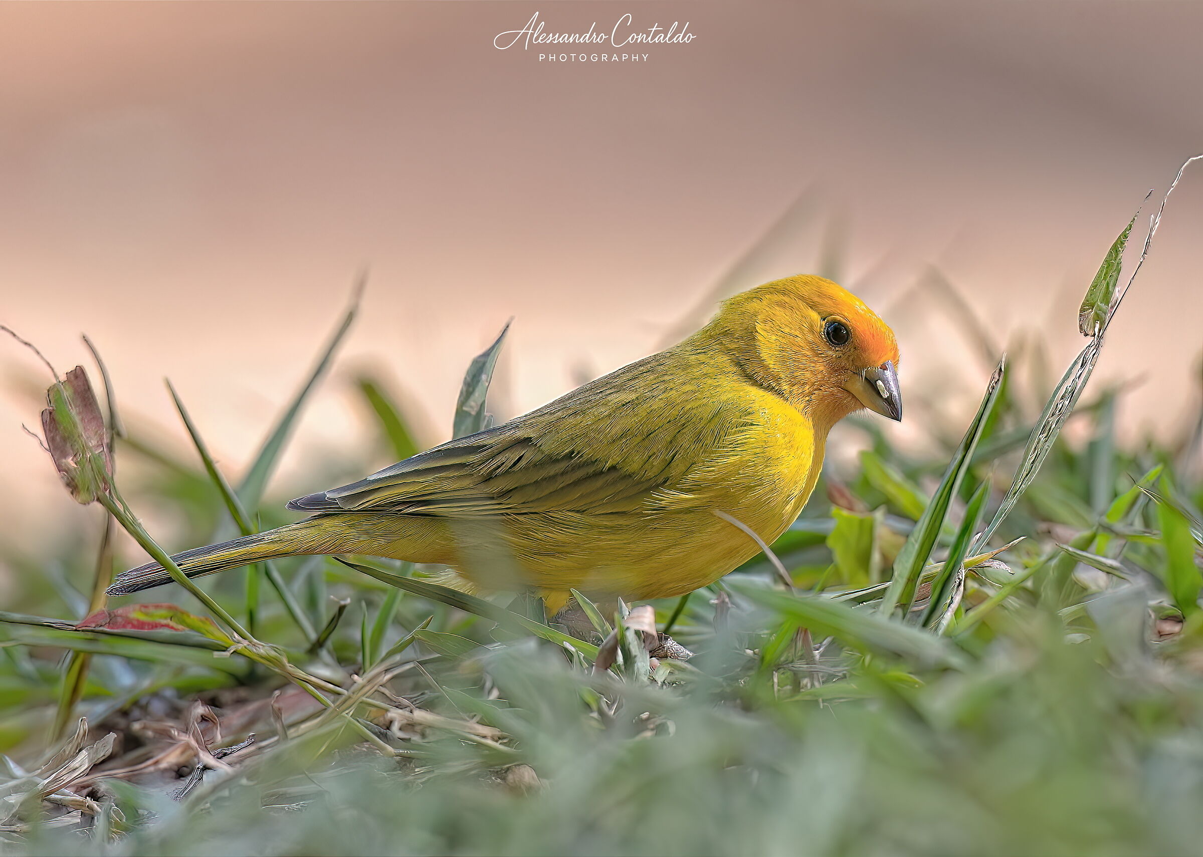 Canarino della terra (Sicalis flaveola)