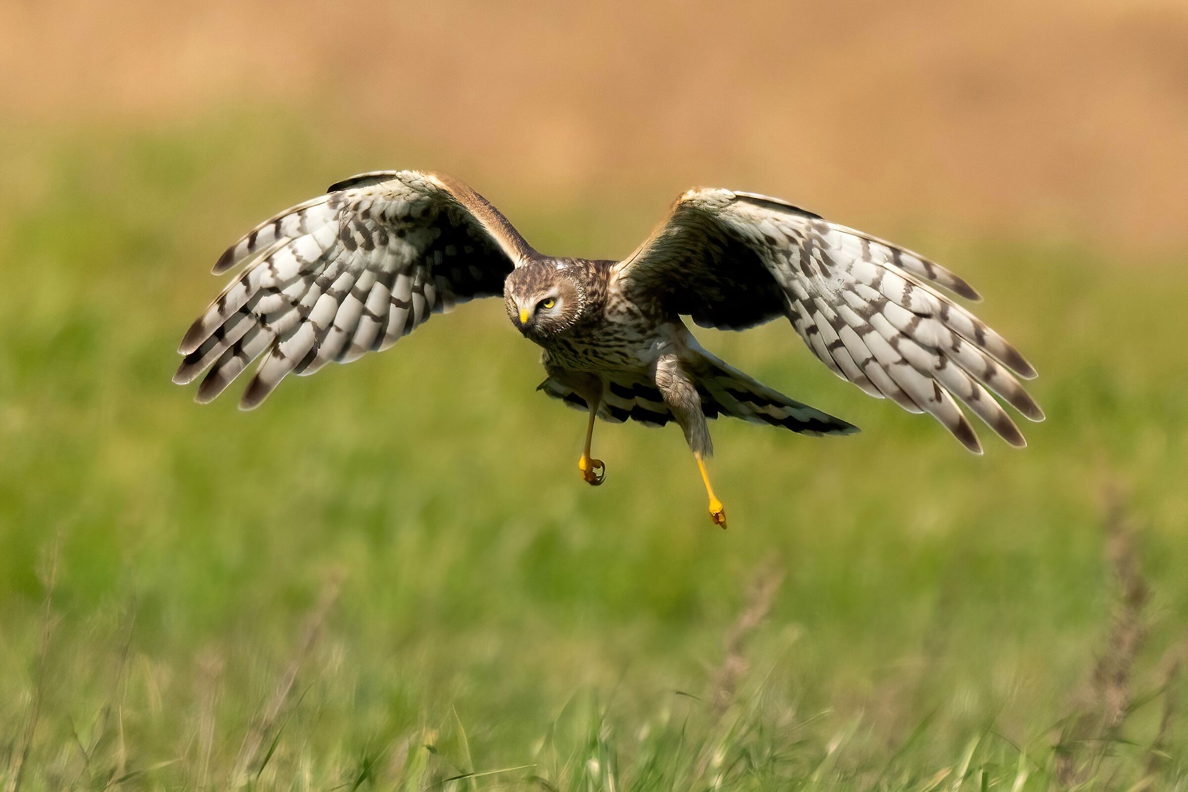 Hen Harrier on patrol