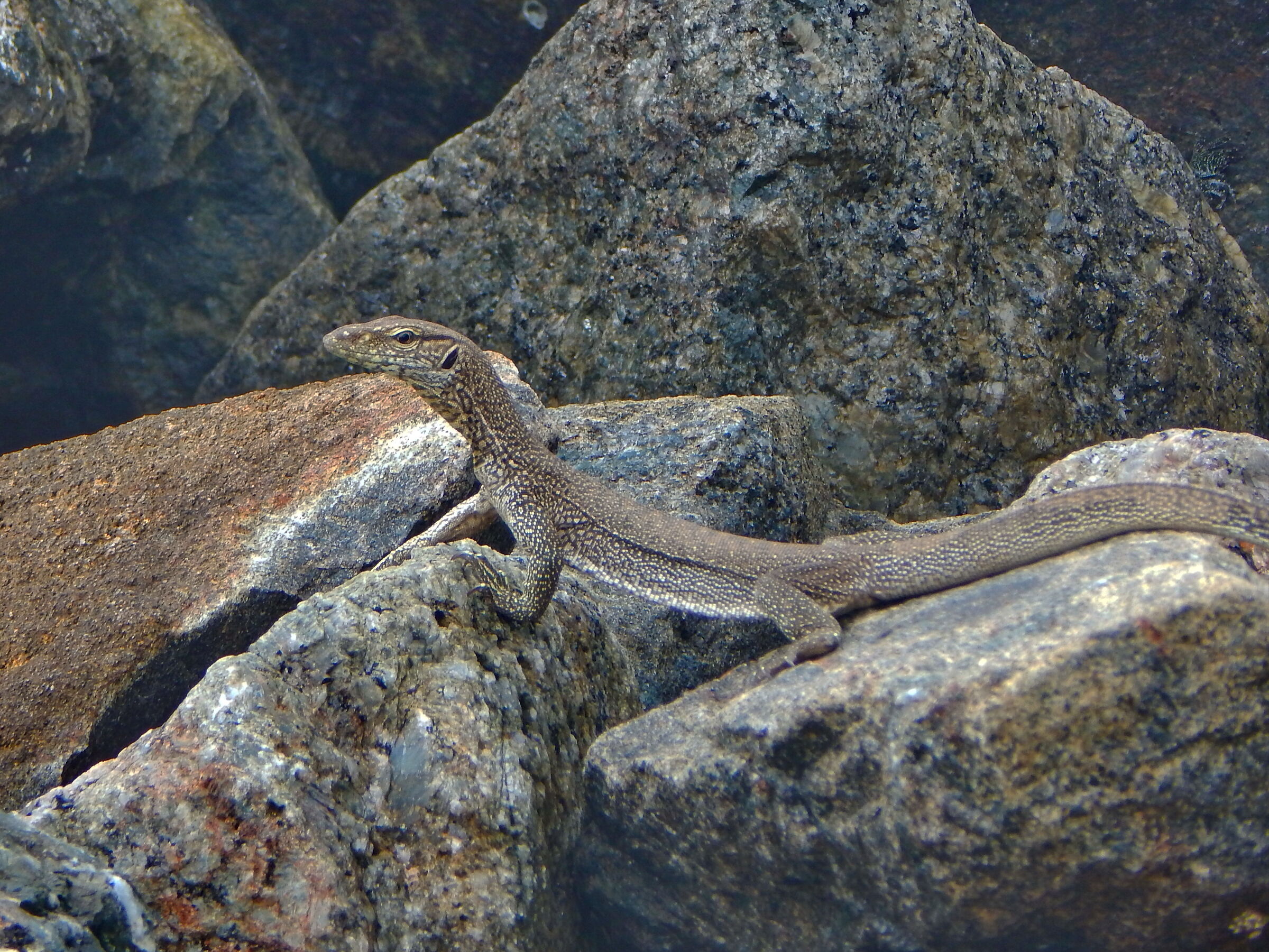 Monitor lizard on the rocks