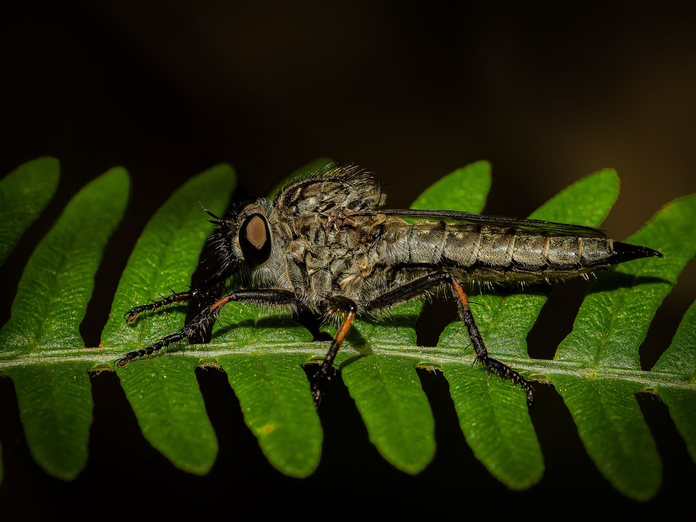 Machimus minusculus F