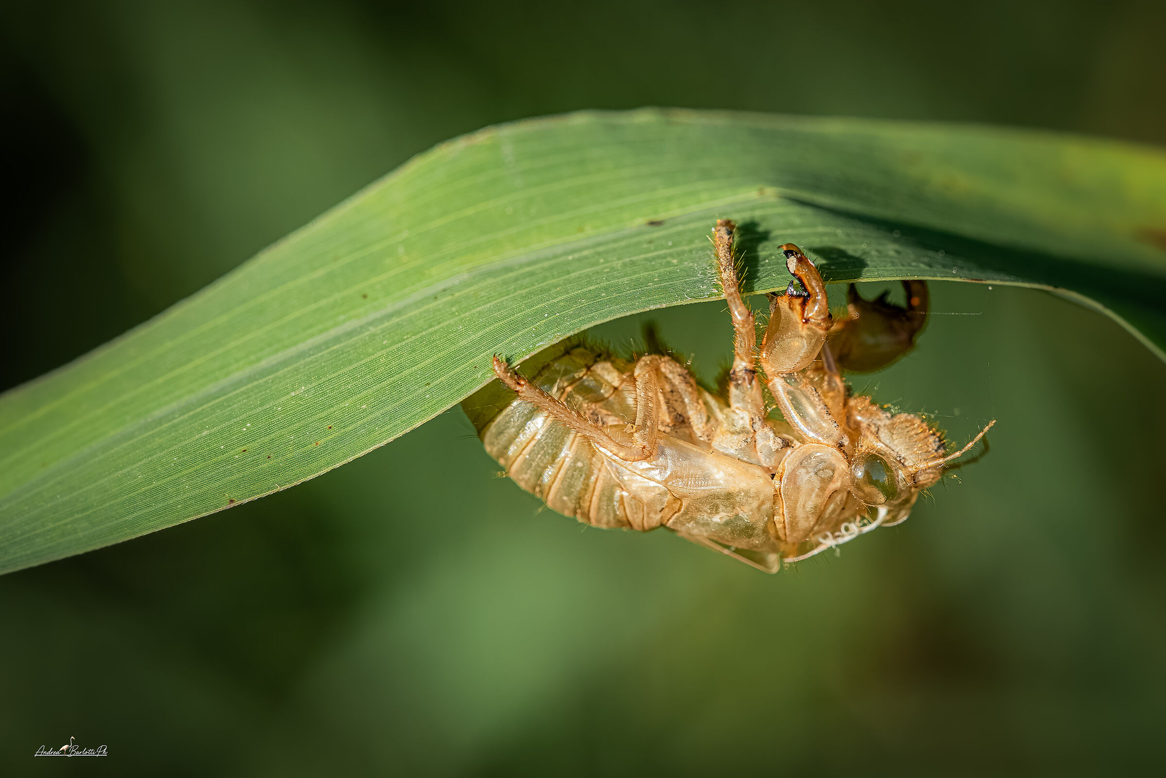 Exuvia Cicala