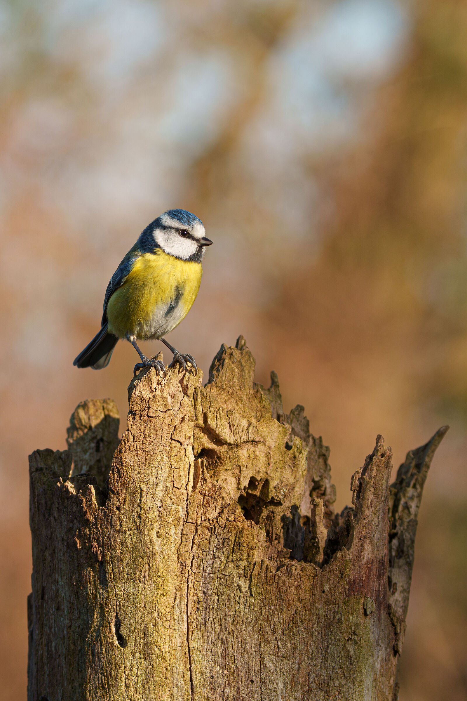Giochi di luci verso sera