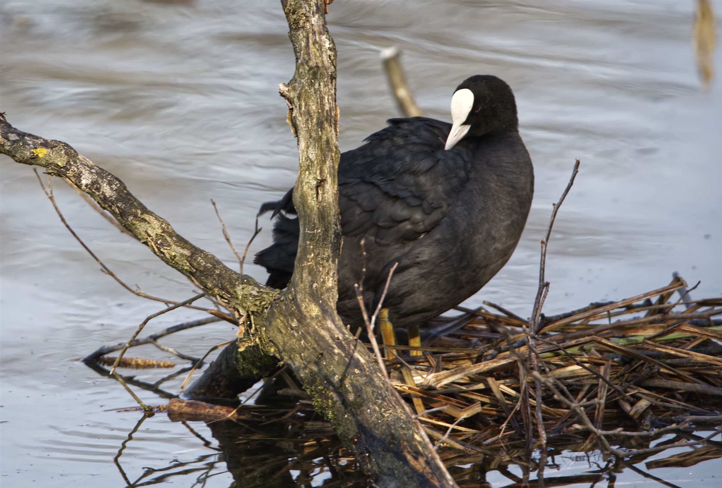 Fulica Atra a Trezzo sull'Adda