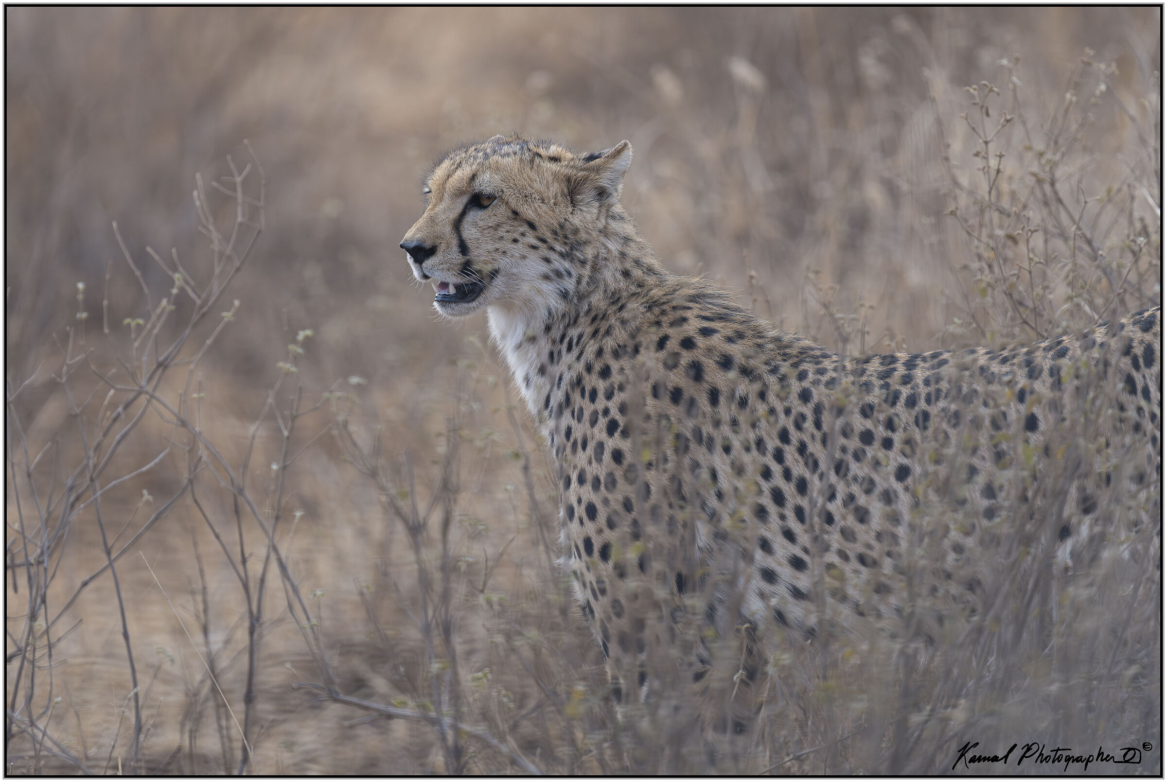 Ghepardo (Acinonyx jubatus)