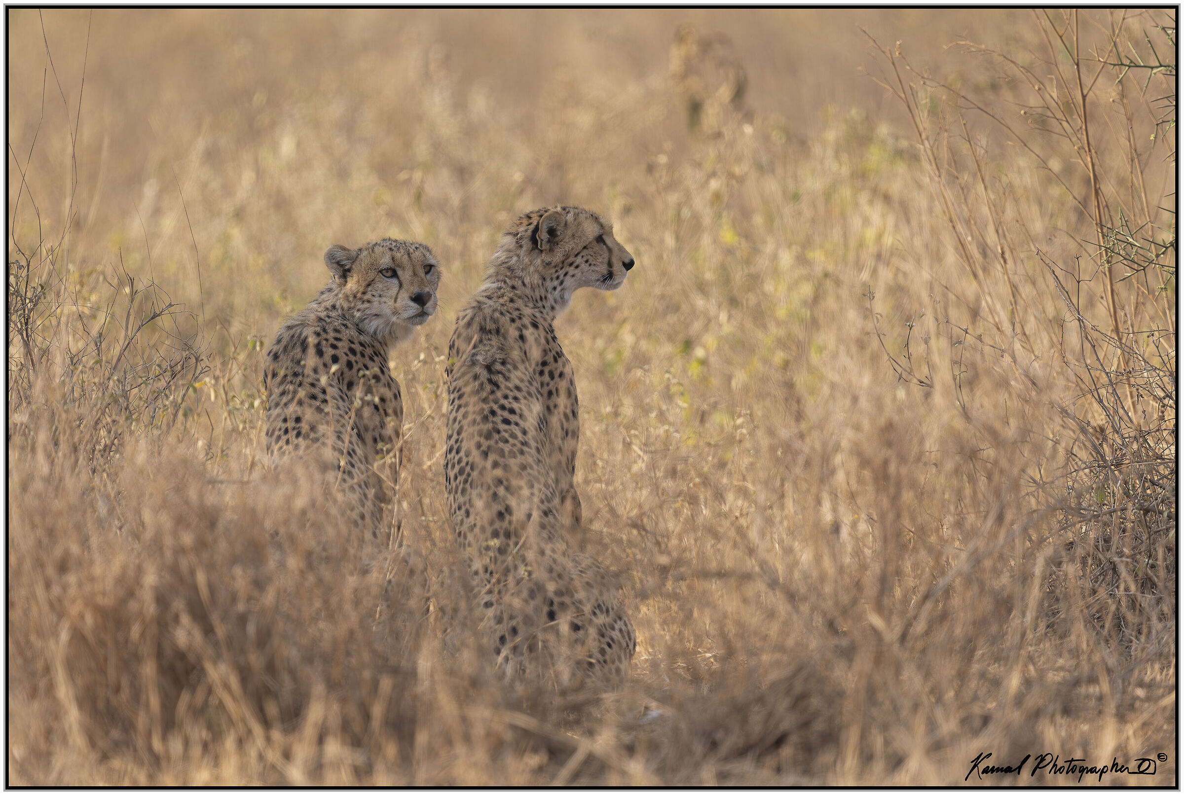 Ghepardo (Acinonyx jubatus)