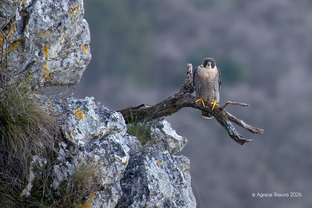 Peregrine falcon