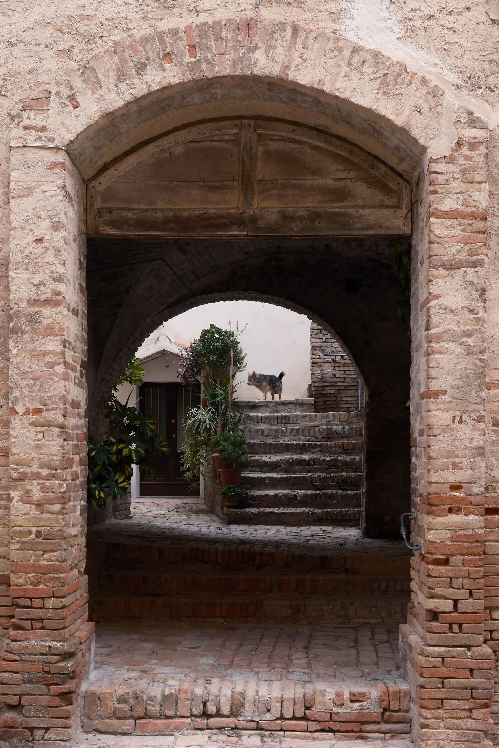 Atrio #2... con Fido