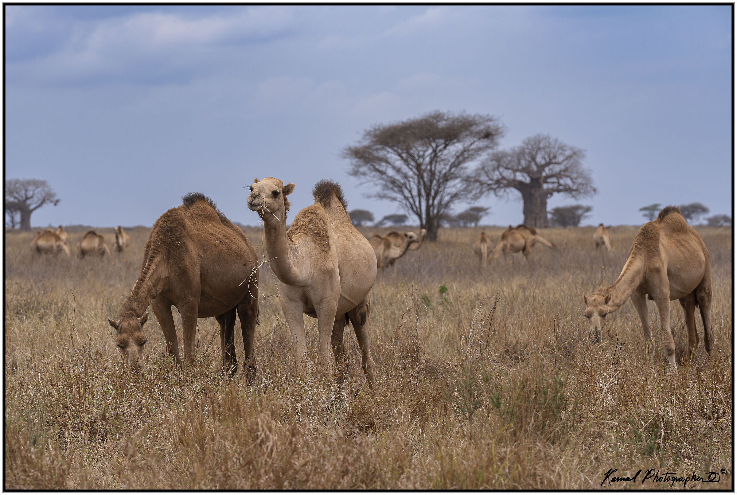 Strange encounters in the Savannah