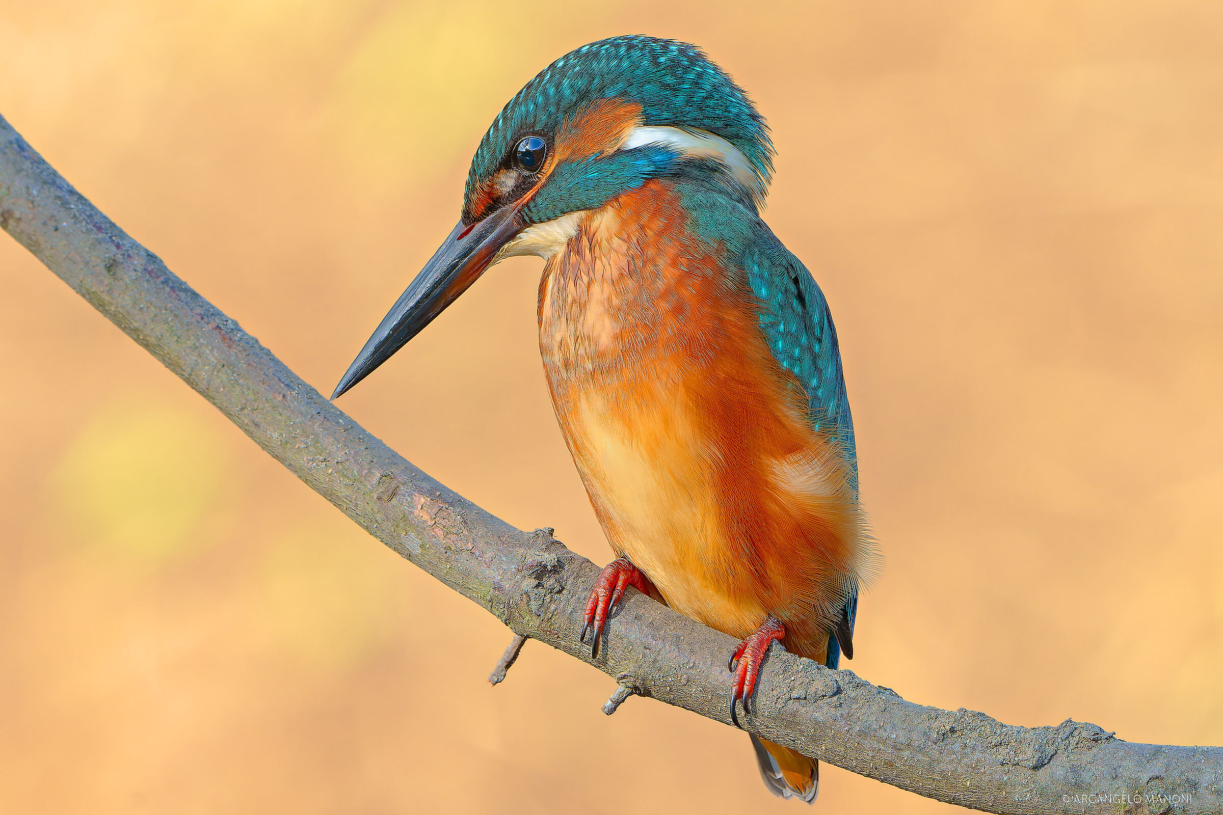 Il momento della pesca