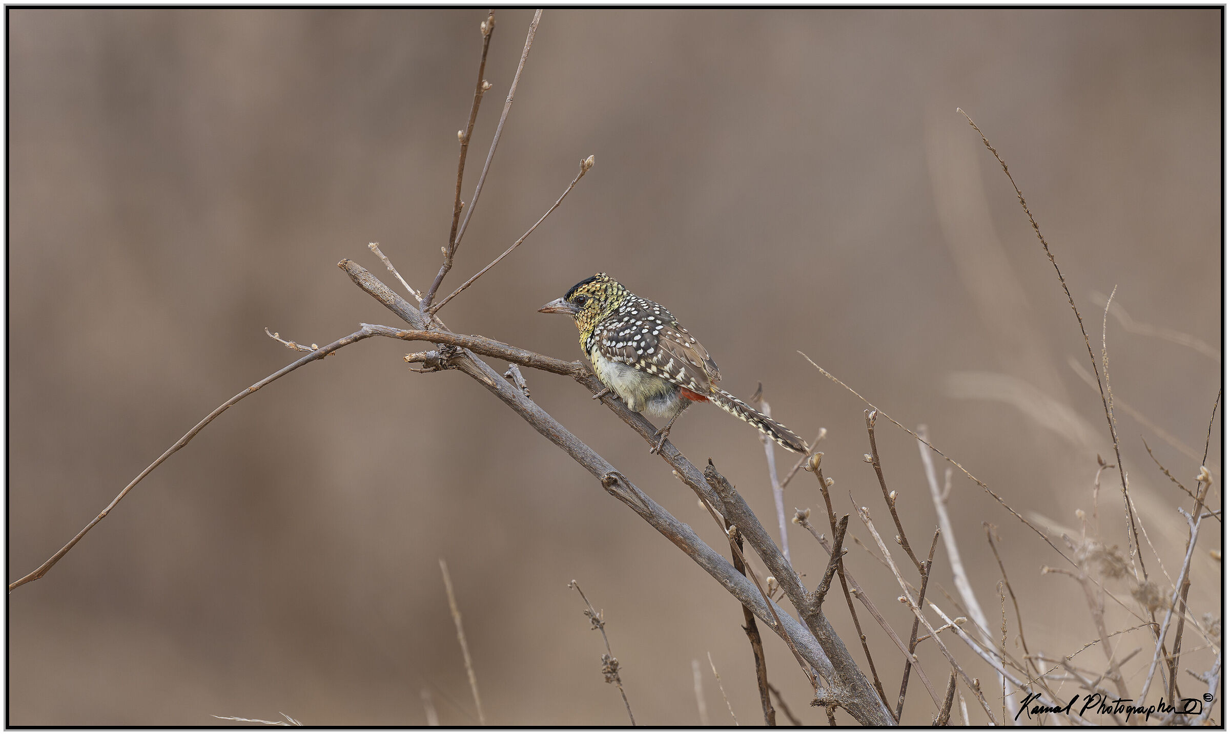 Red-fronted tinkerbird (Pogoniulus pusillus)