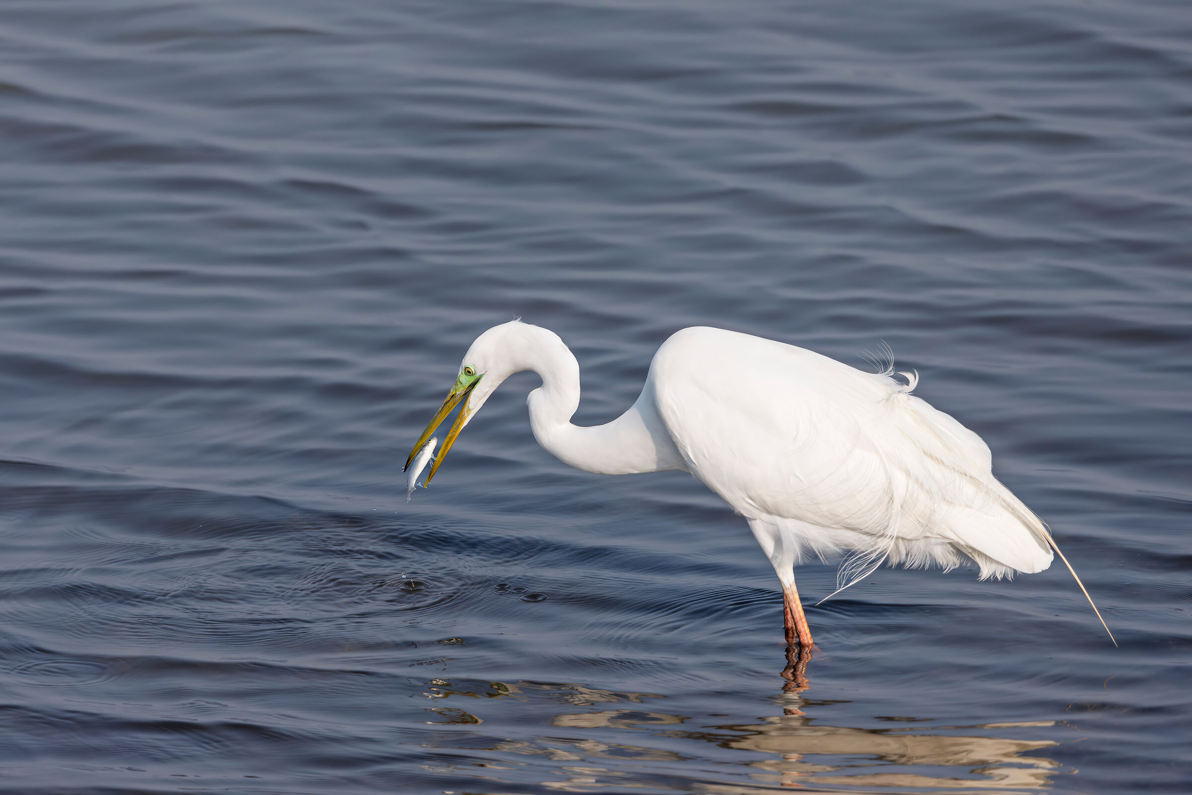 Bianco Maggiore con preda