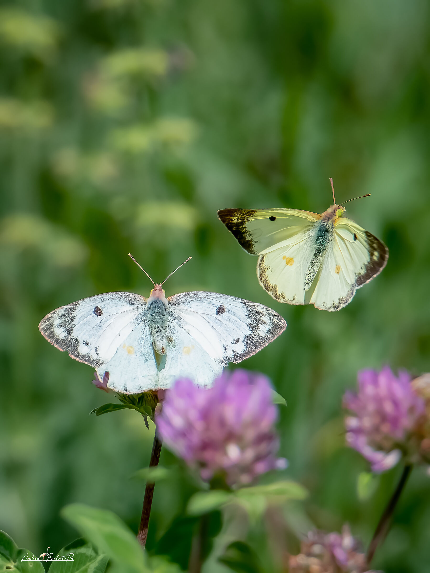 Colias alfacariensis courtship