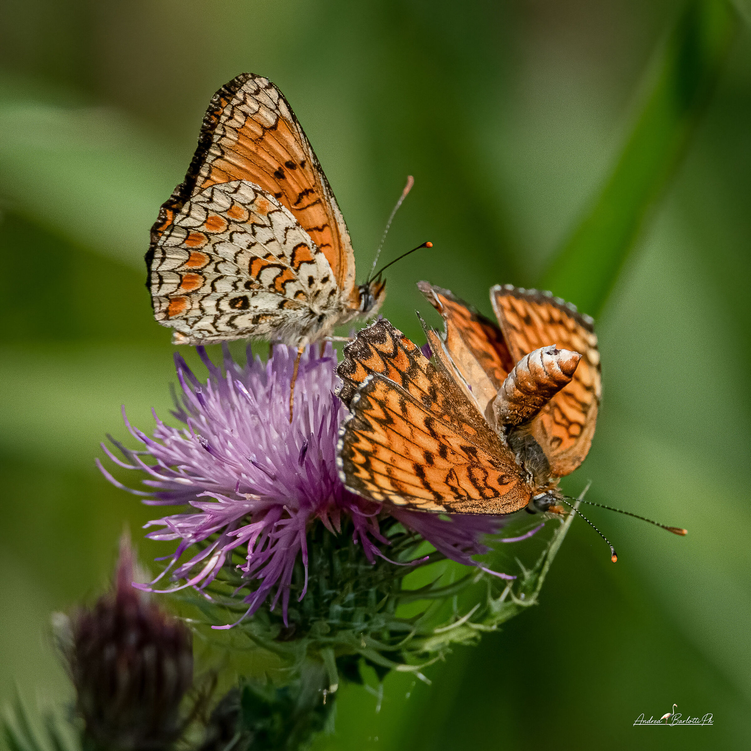 Melitea phoebe courtship