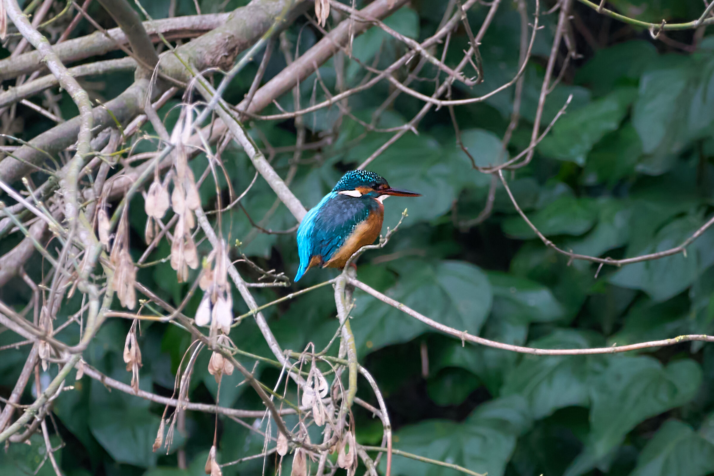 Martin Pescatore ai giardini