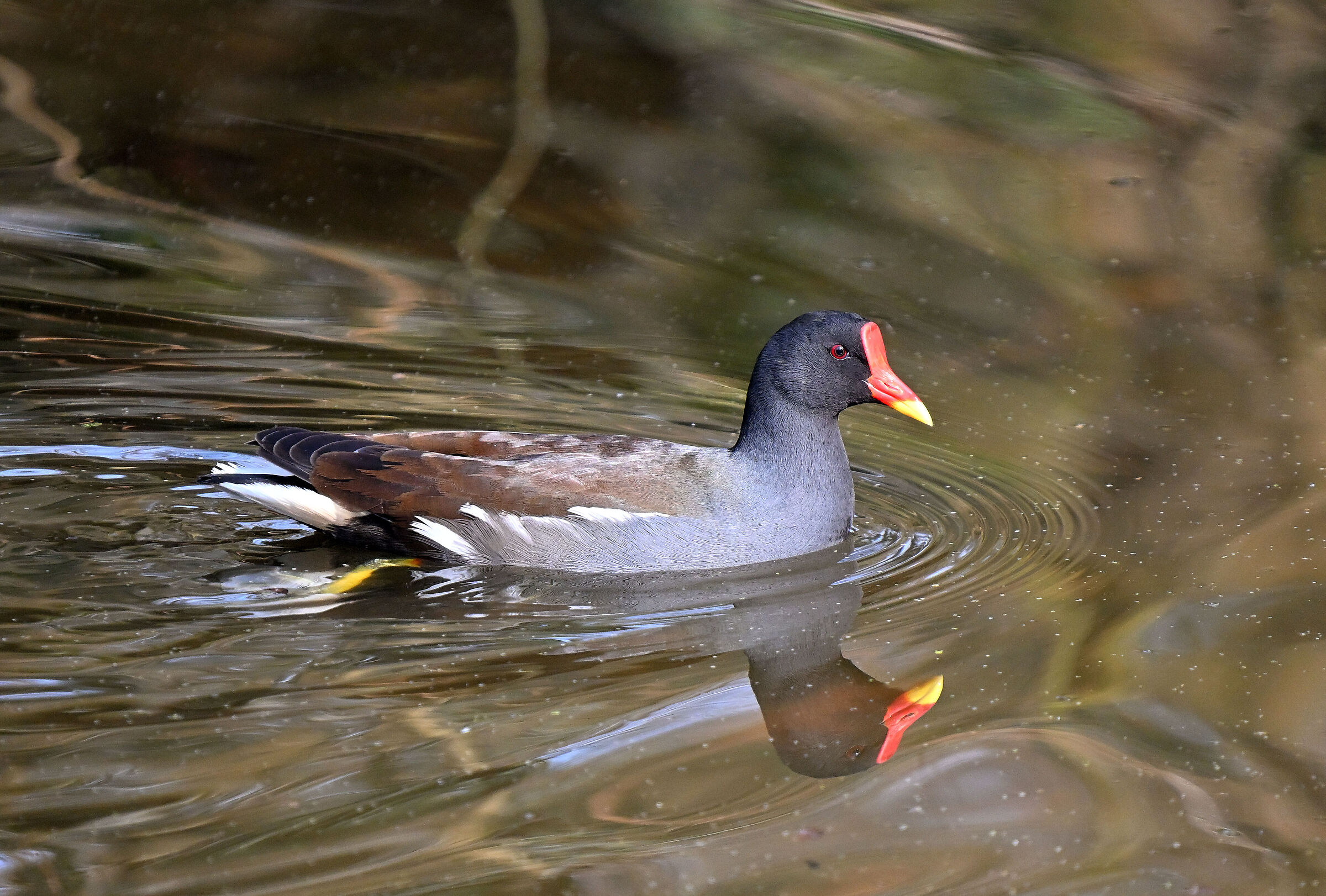 Moorhen