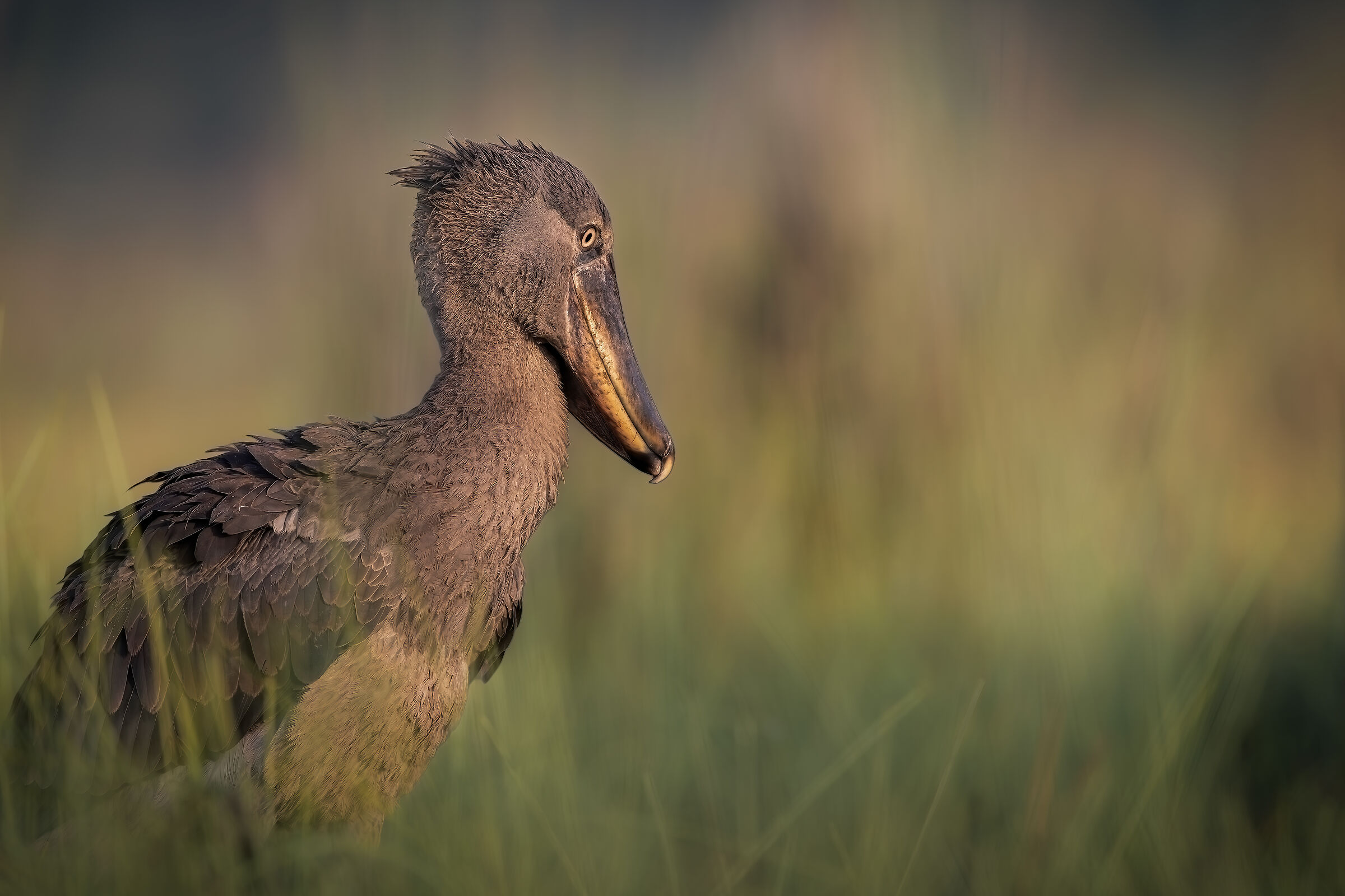 The King of the swamp