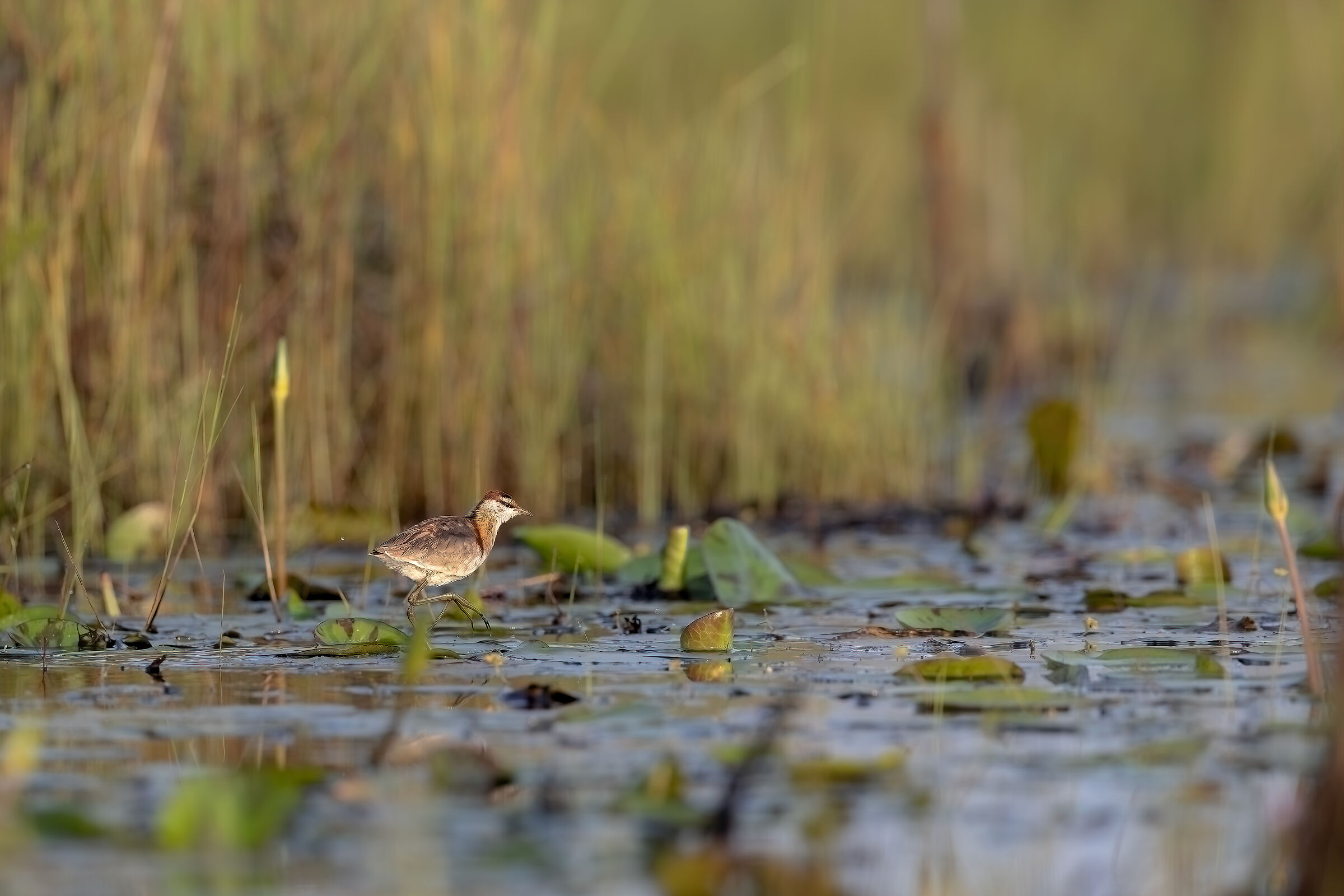 Lesser Jacana (Microparra capensis)