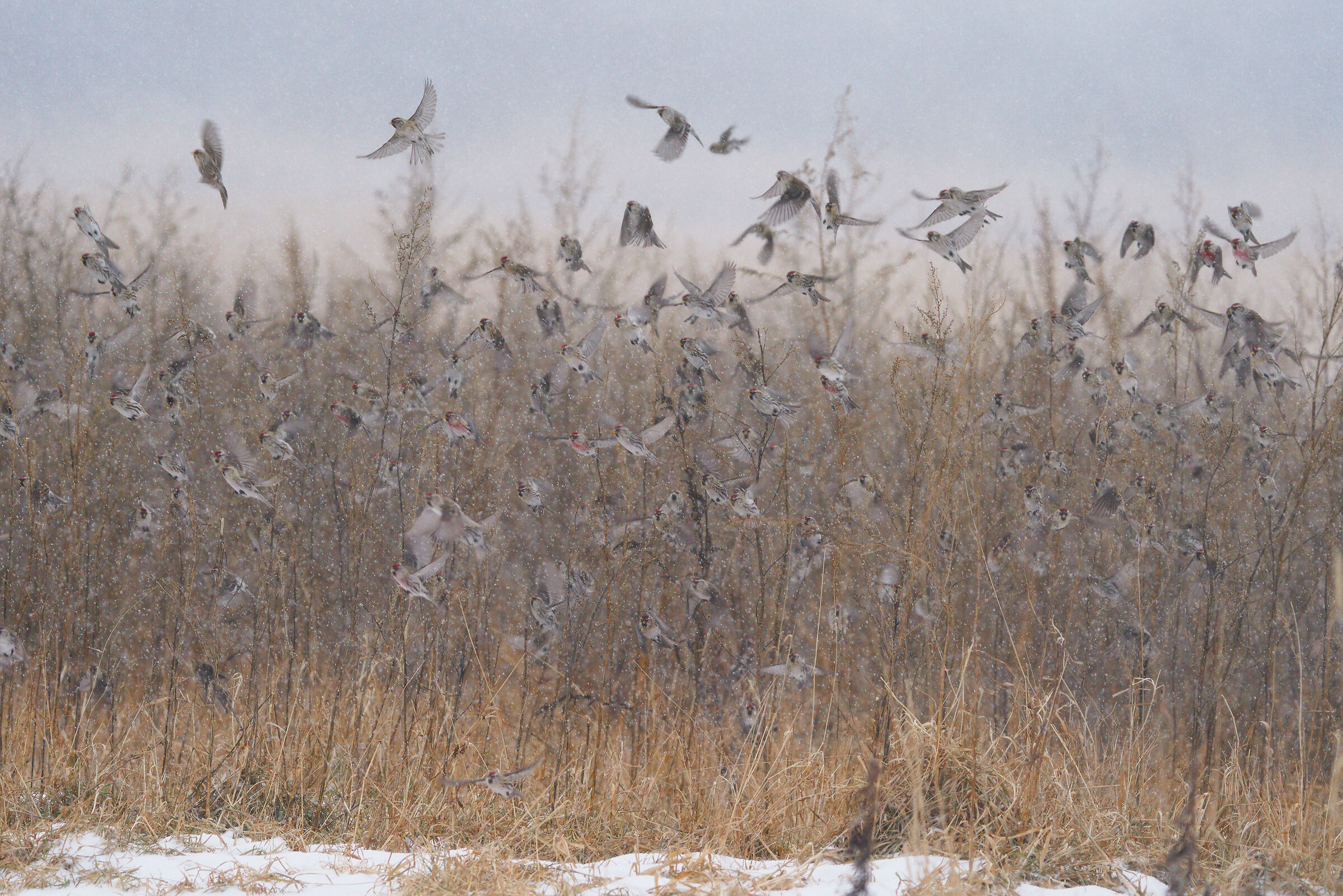 Common Redpoll
