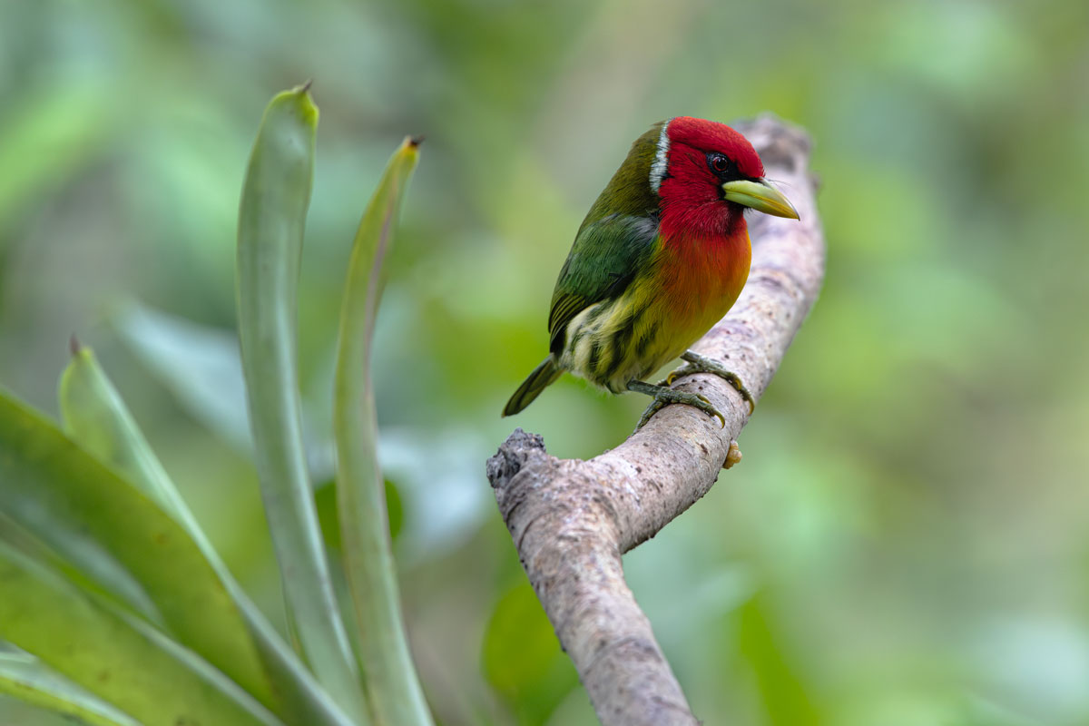 Bearded Male Redhead