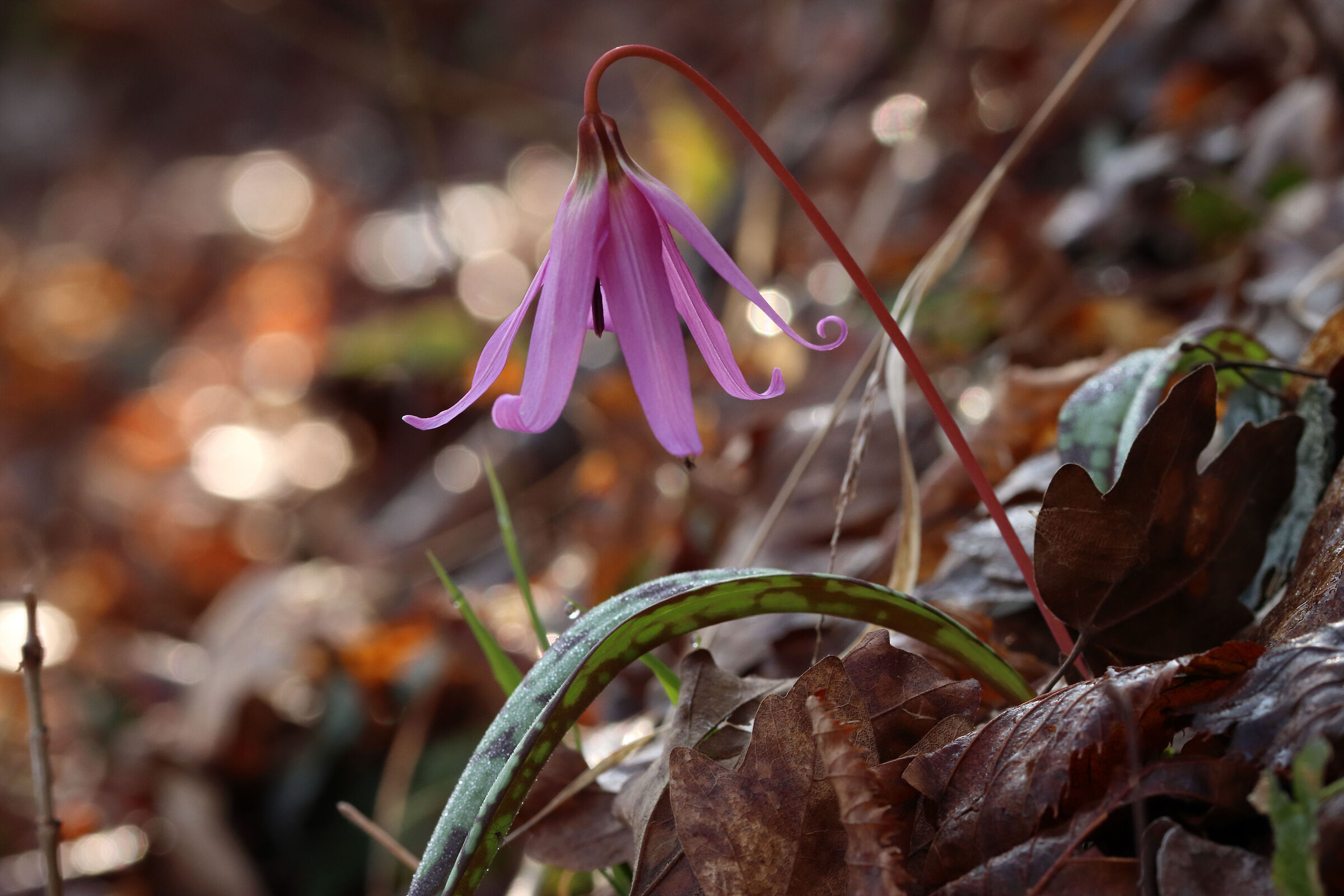 Dog's tooth - first fruits