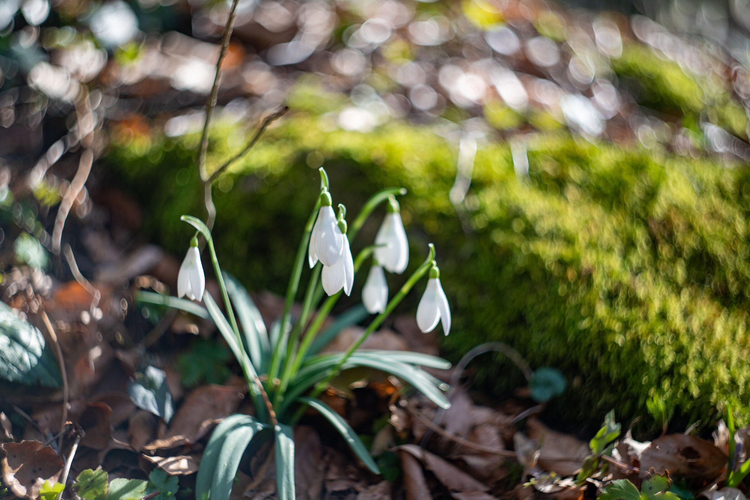 swirly characteristic of the Zenit Helios 58mm f2
