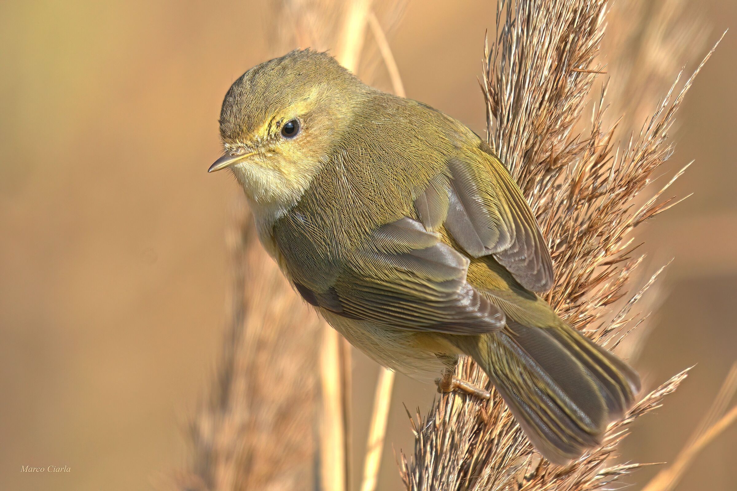 Little warbler (Phylloscopus collybita)