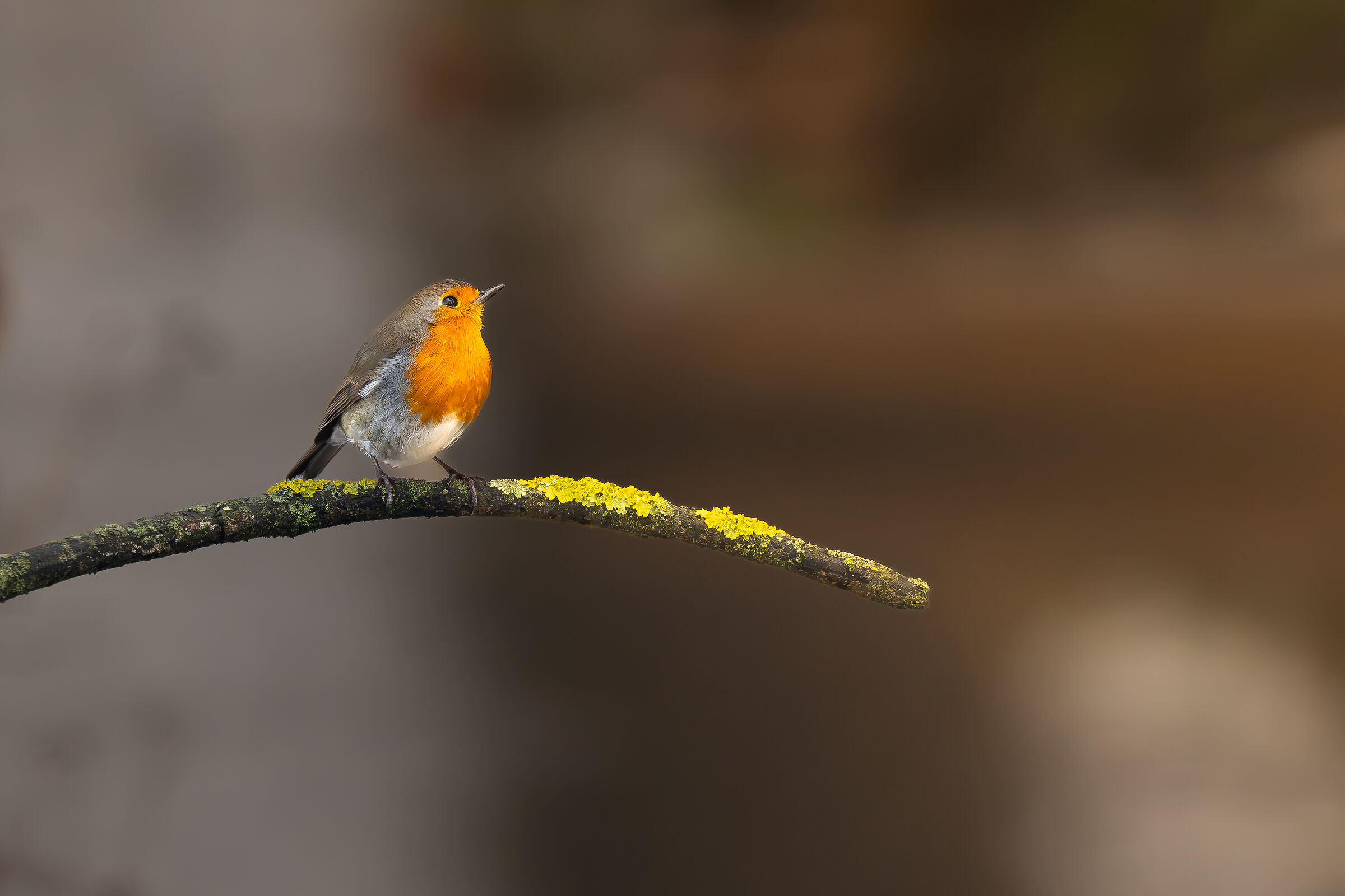 Spring Robin