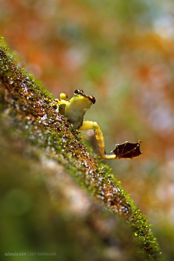 Nero macchiato Roccia Rana | Borneo
