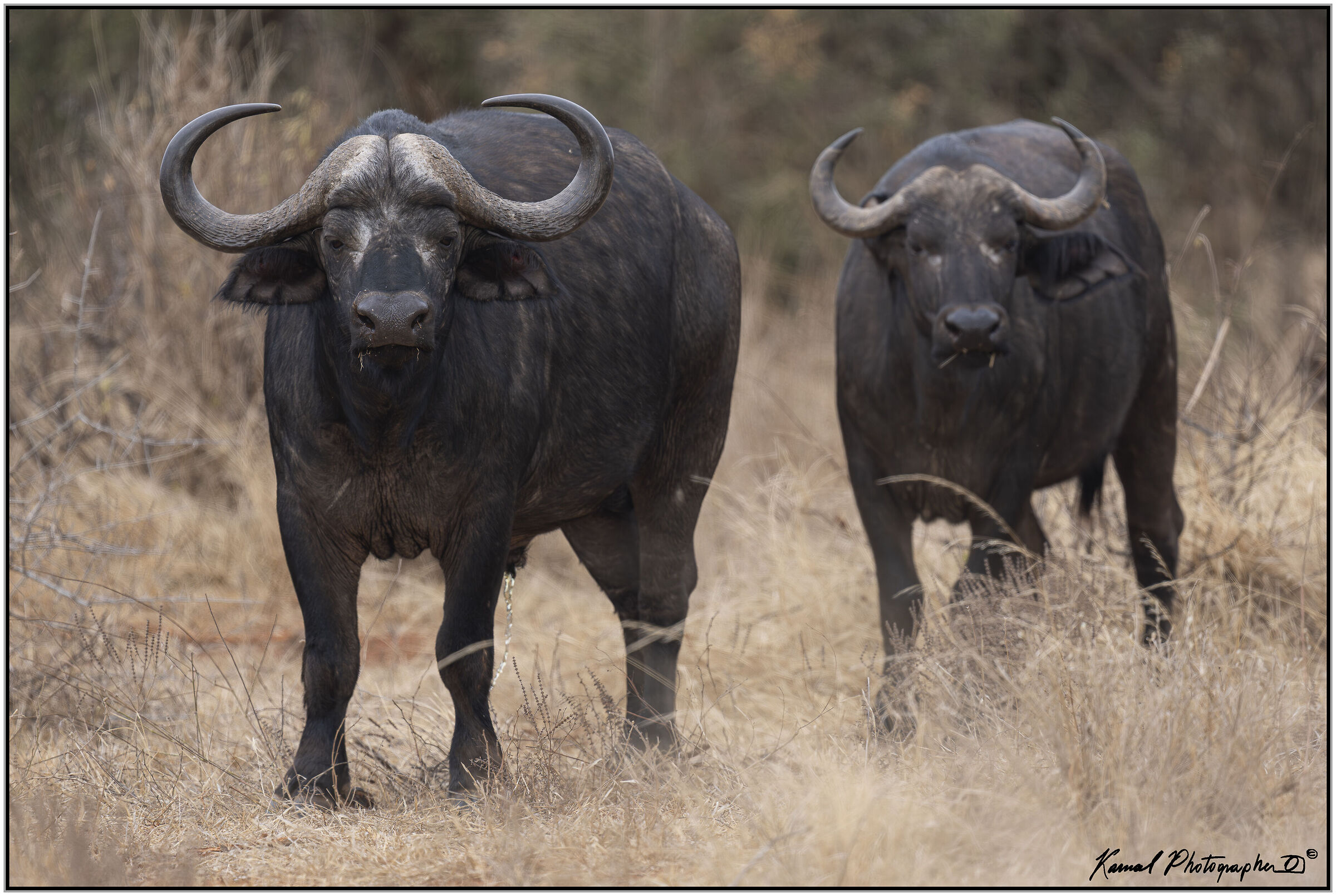 African buffalo (Syncerus caffer)
