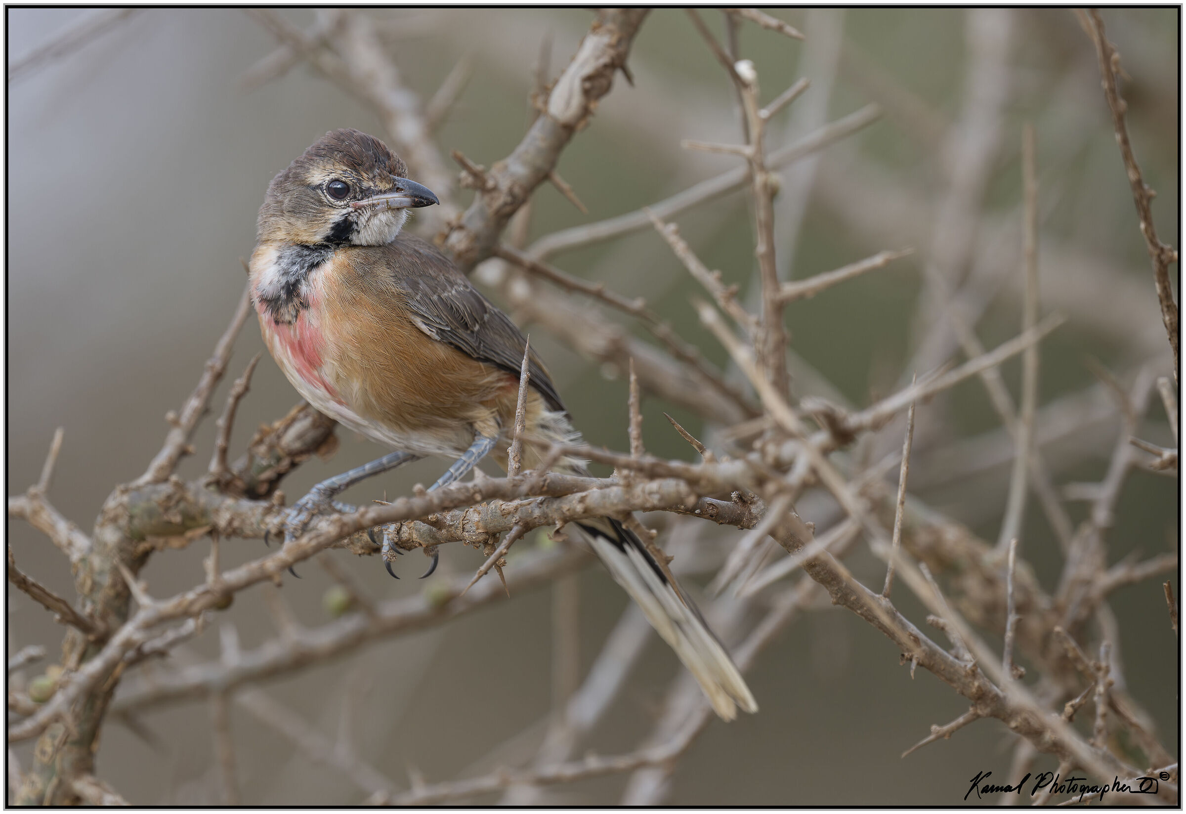 Bushy shrike with pink spots