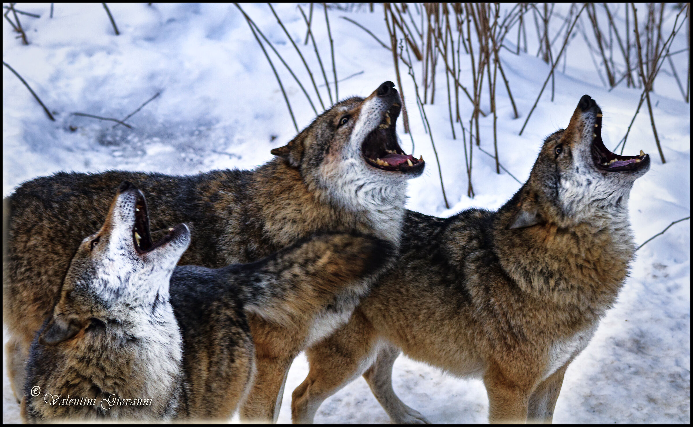 Wolves