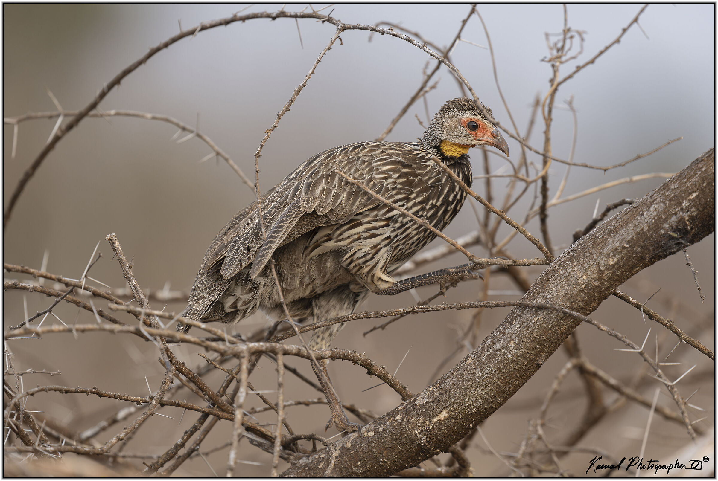 Yellow-throated Francolin (Pternistis leucoscepus)