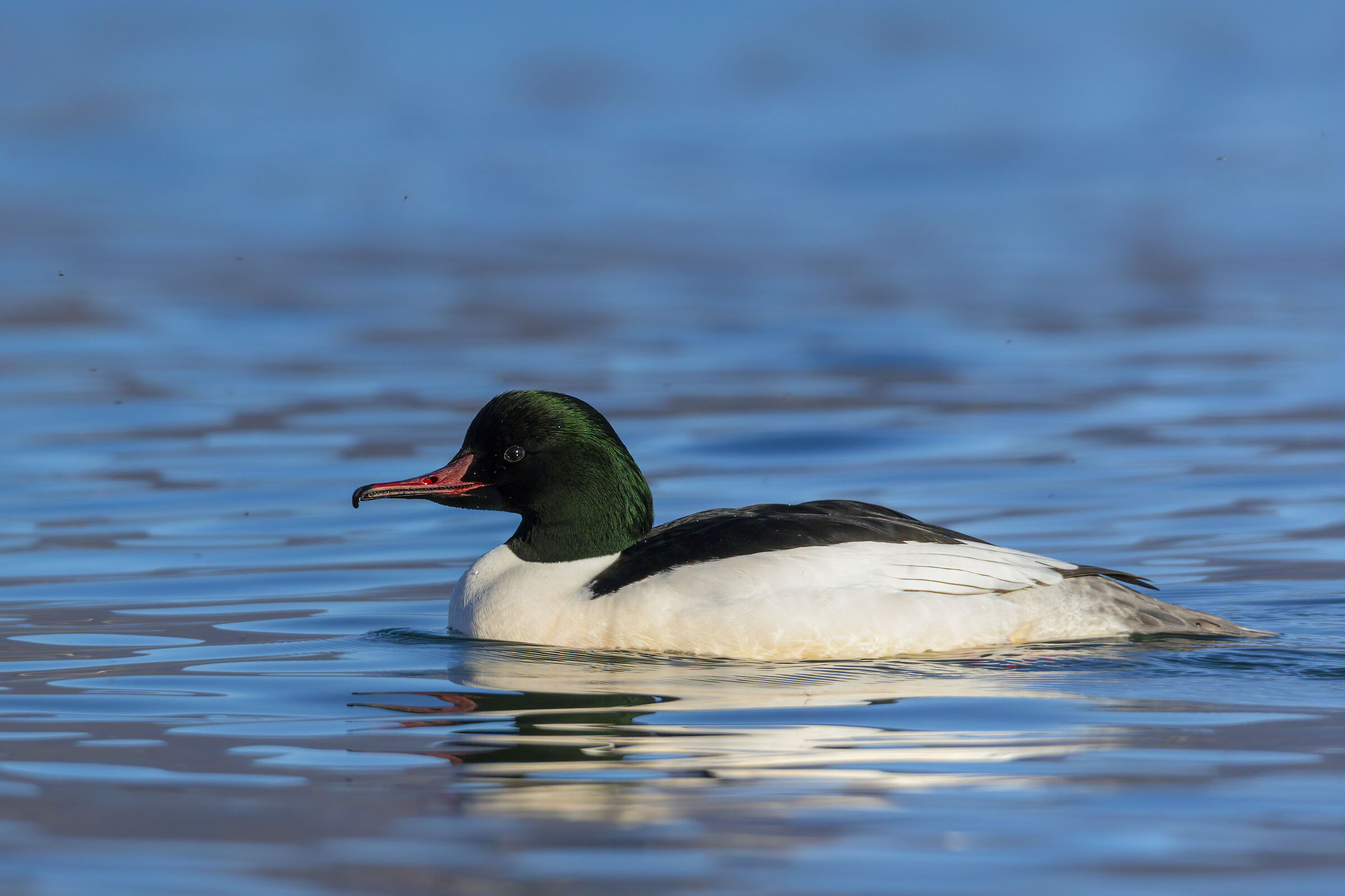 Male Merganser