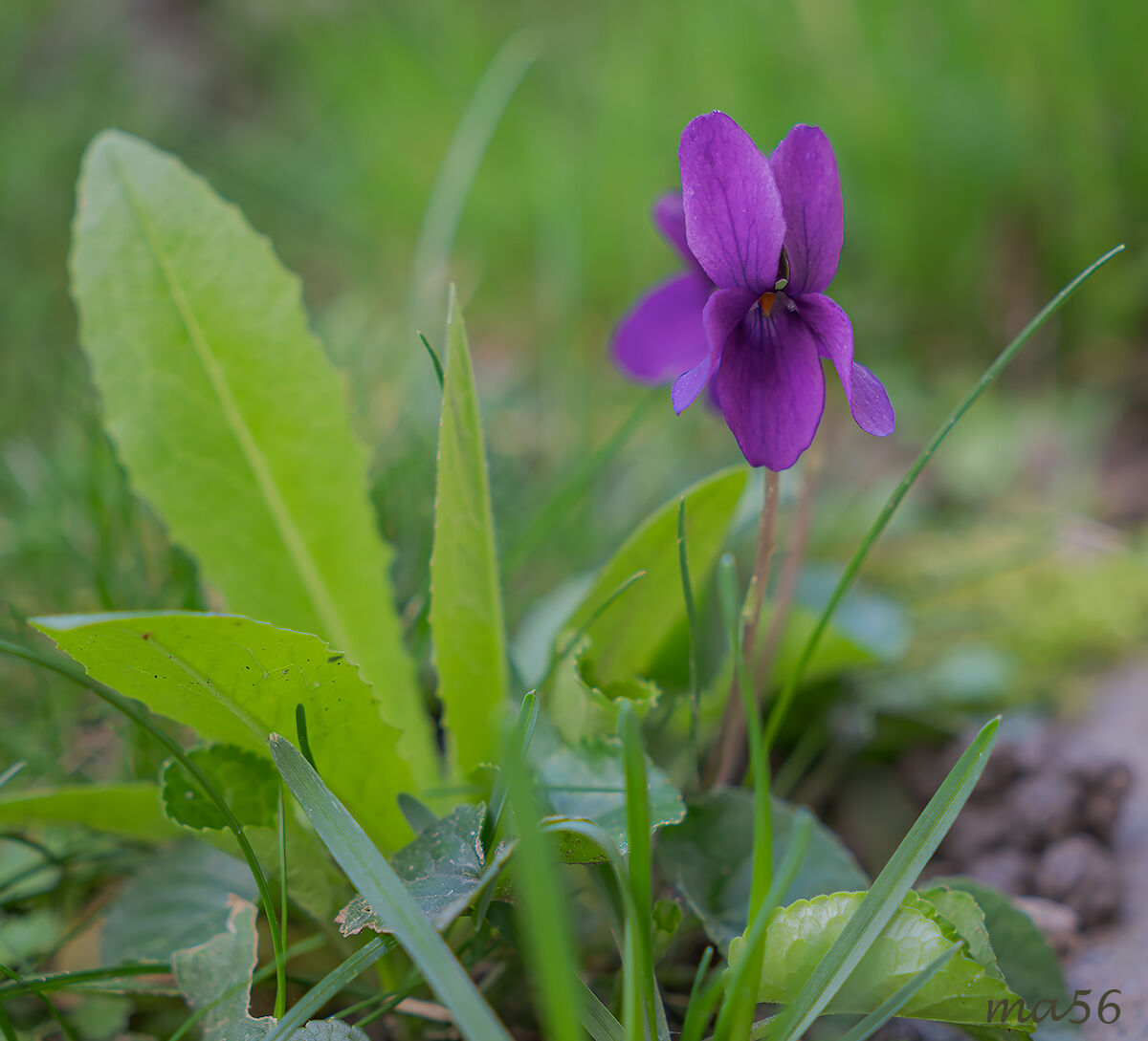 Viola mammola