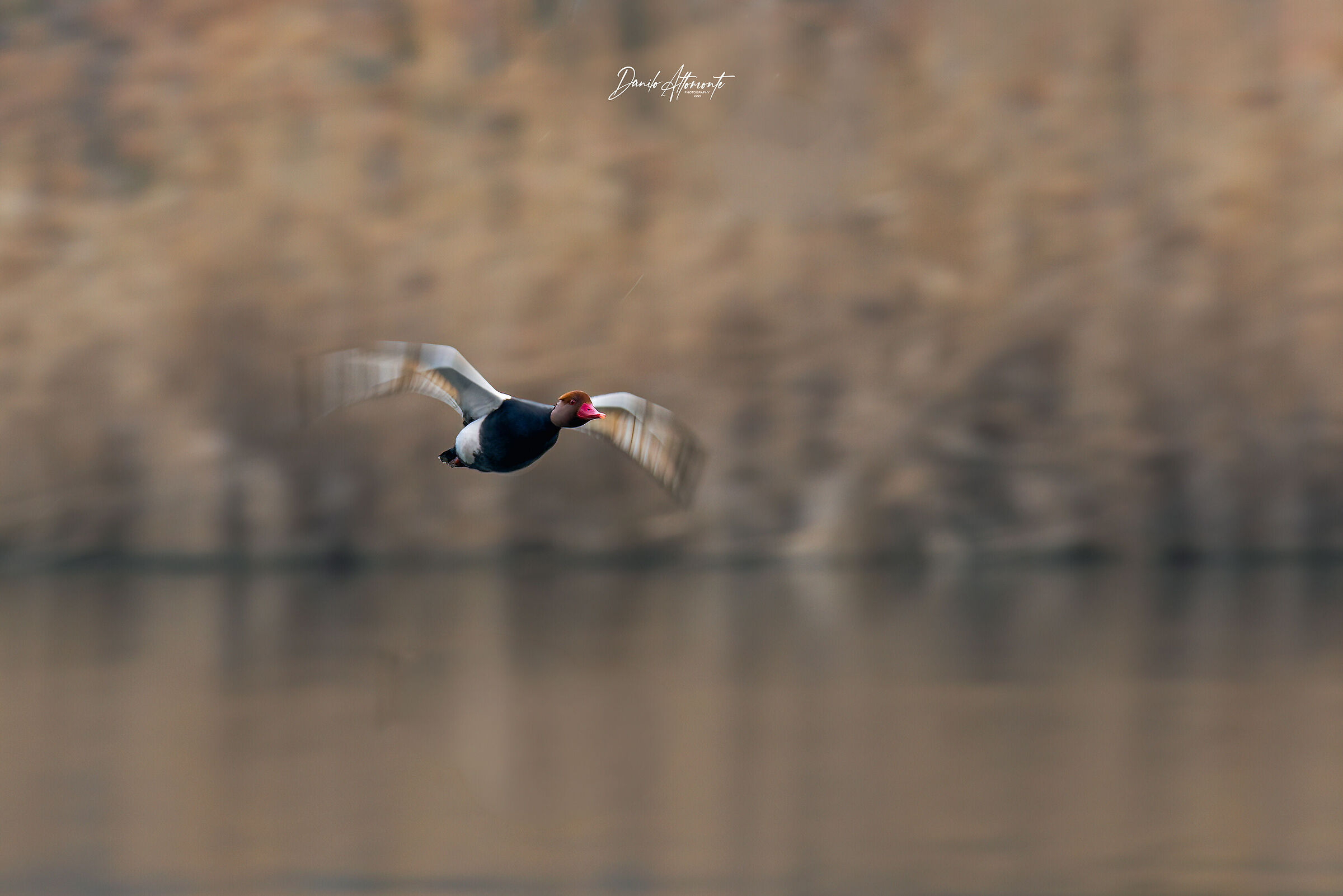 Pochard
