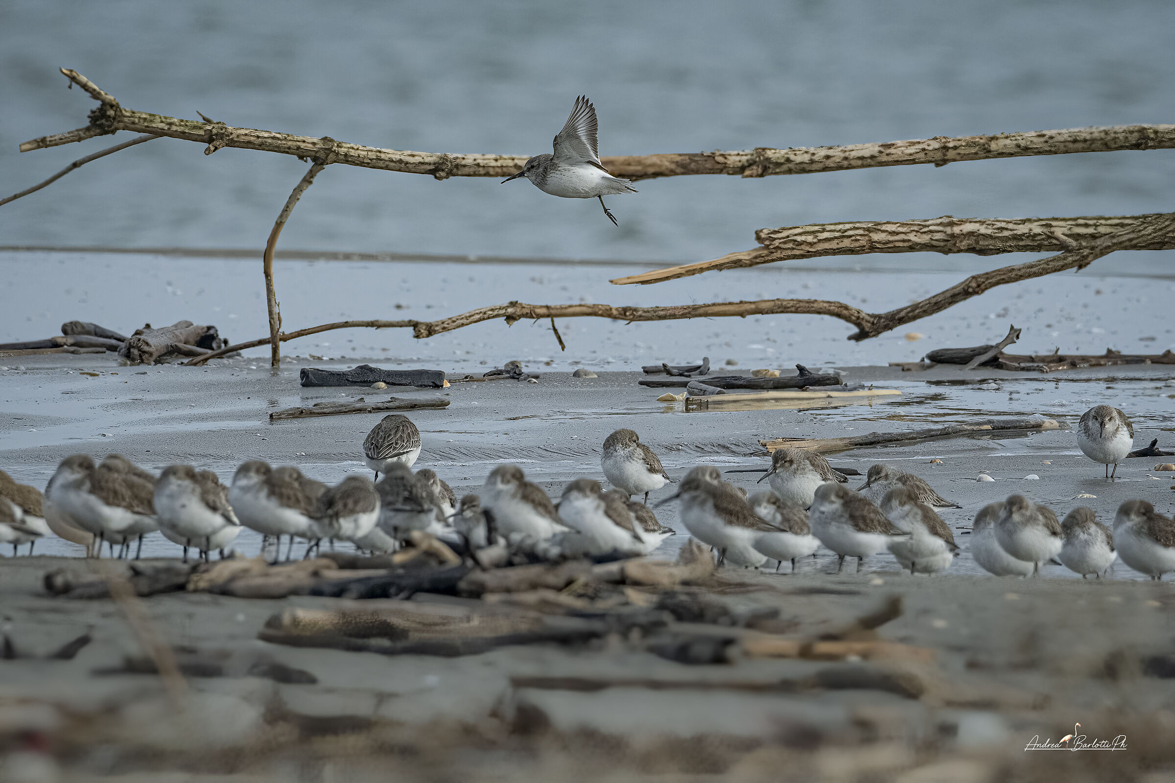 Sandpiper