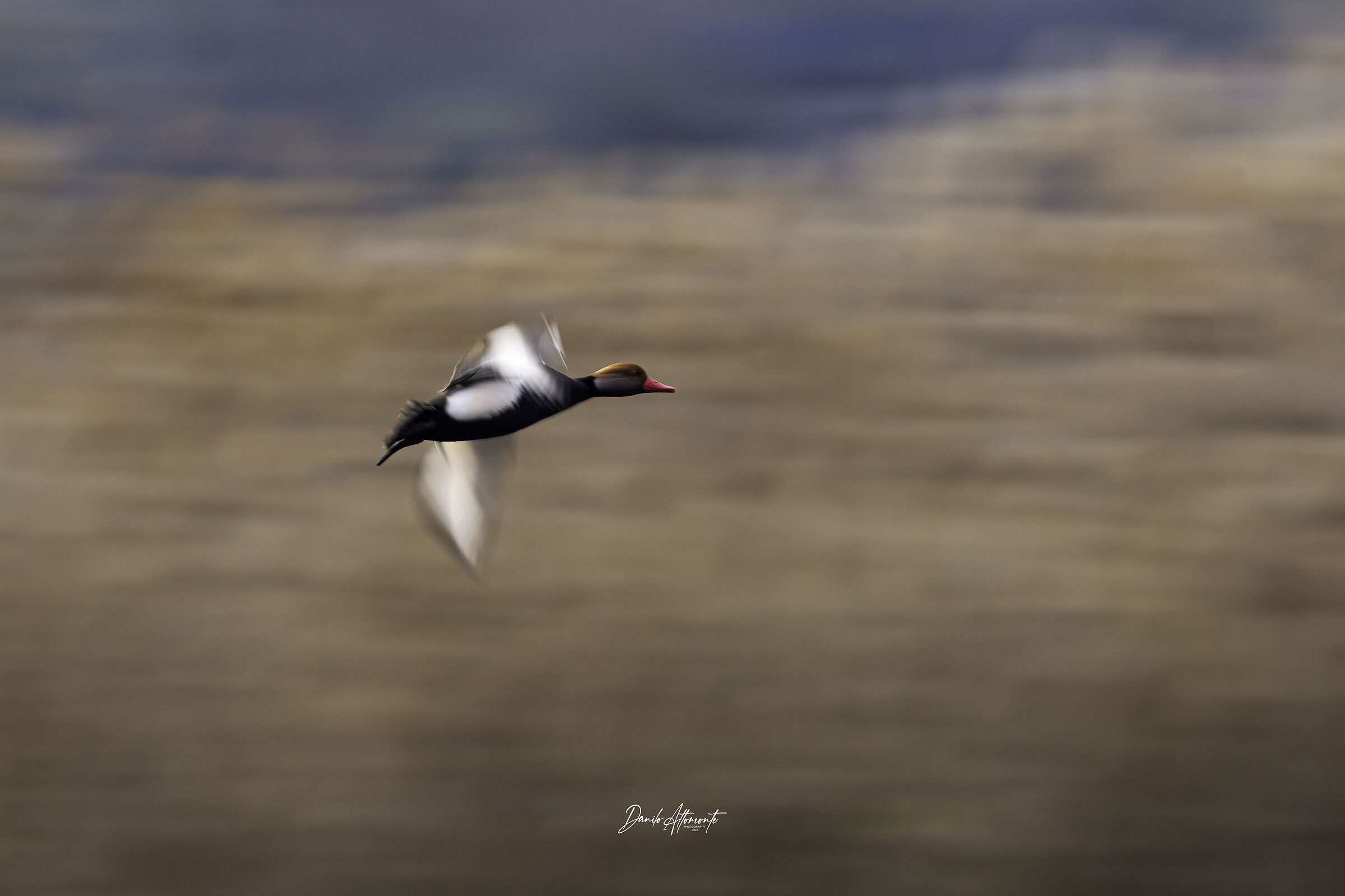 Pochard